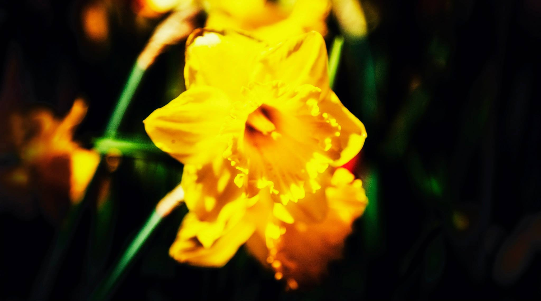 12.Keukenhof — 8 000 000…. Путешествия в формате 360......