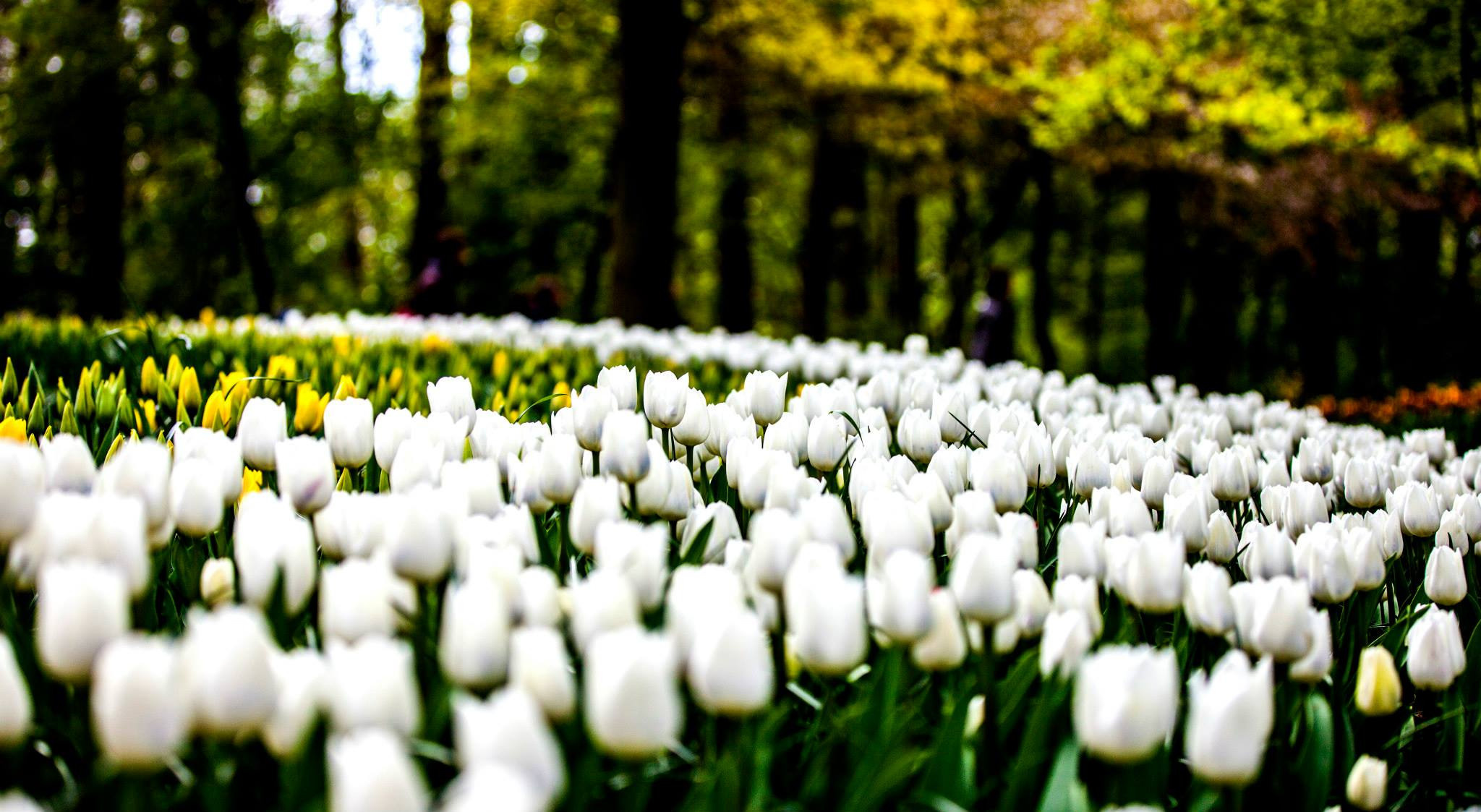 12.Keukenhof — 8 000 000…. Путешествия в формате 360......