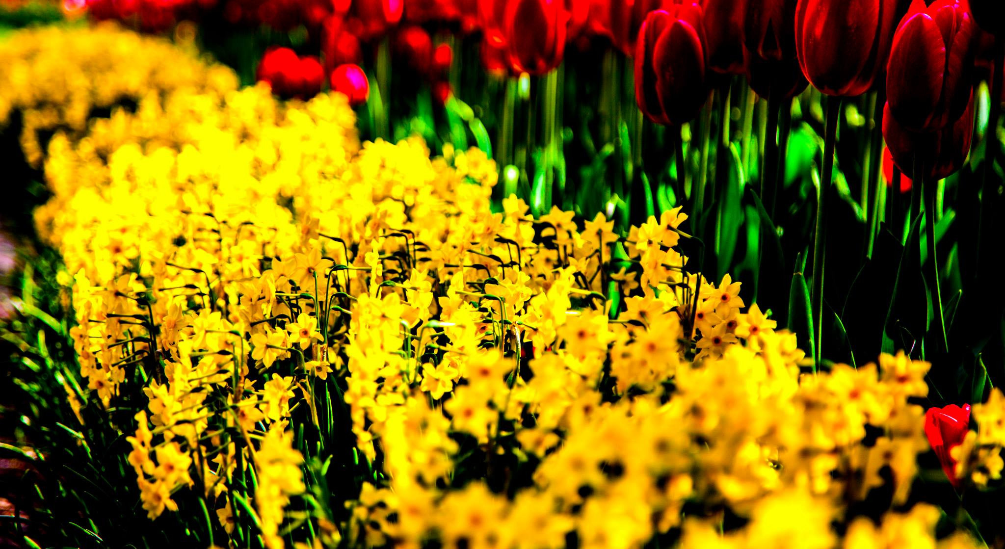 12.Keukenhof — 8 000 000…. Путешествия в формате 360......