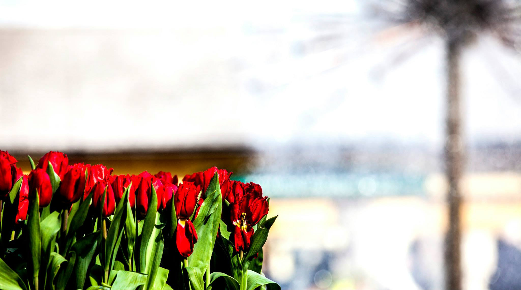 12.Keukenhof — 8 000 000…. Путешествия в формате 360......