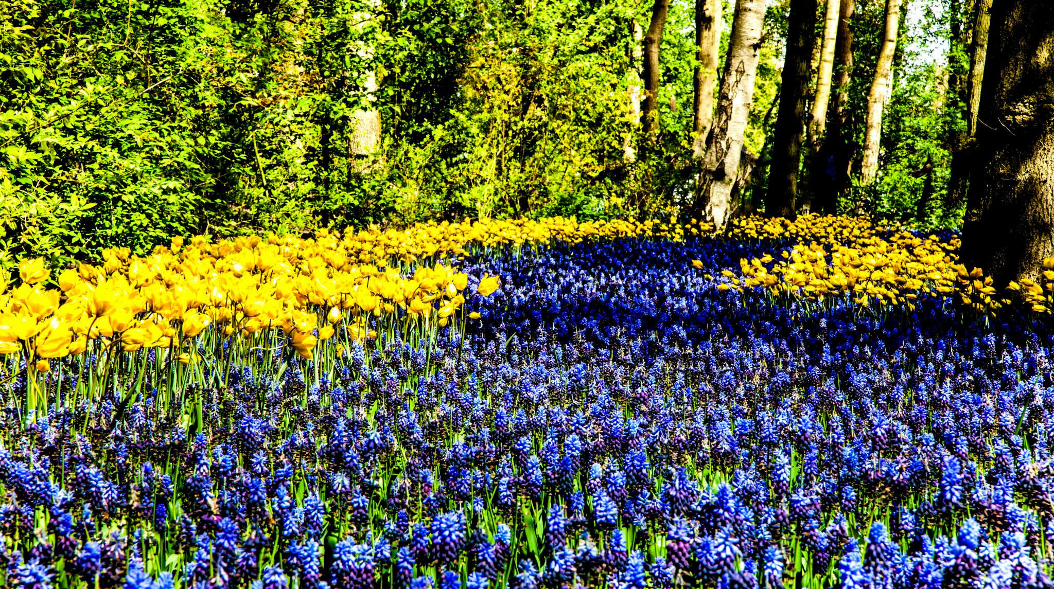 12.Keukenhof — 8 000 000…. Путешествия в формате 360......
