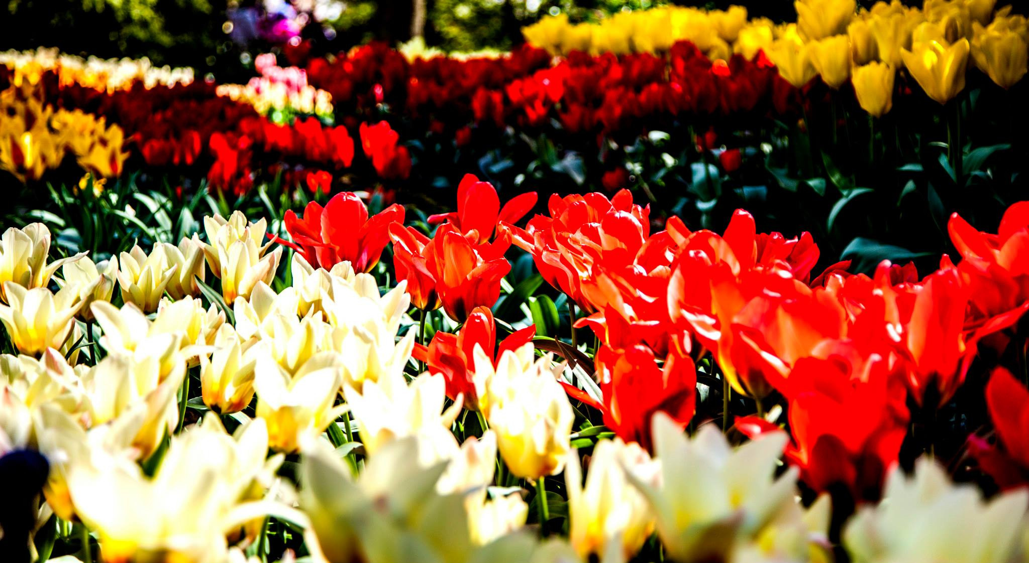 12.Keukenhof — 8 000 000…. Путешествия в формате 360......