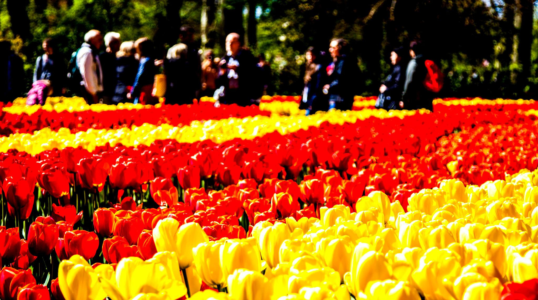 12.Keukenhof — 8 000 000…. Путешествия в формате 360......