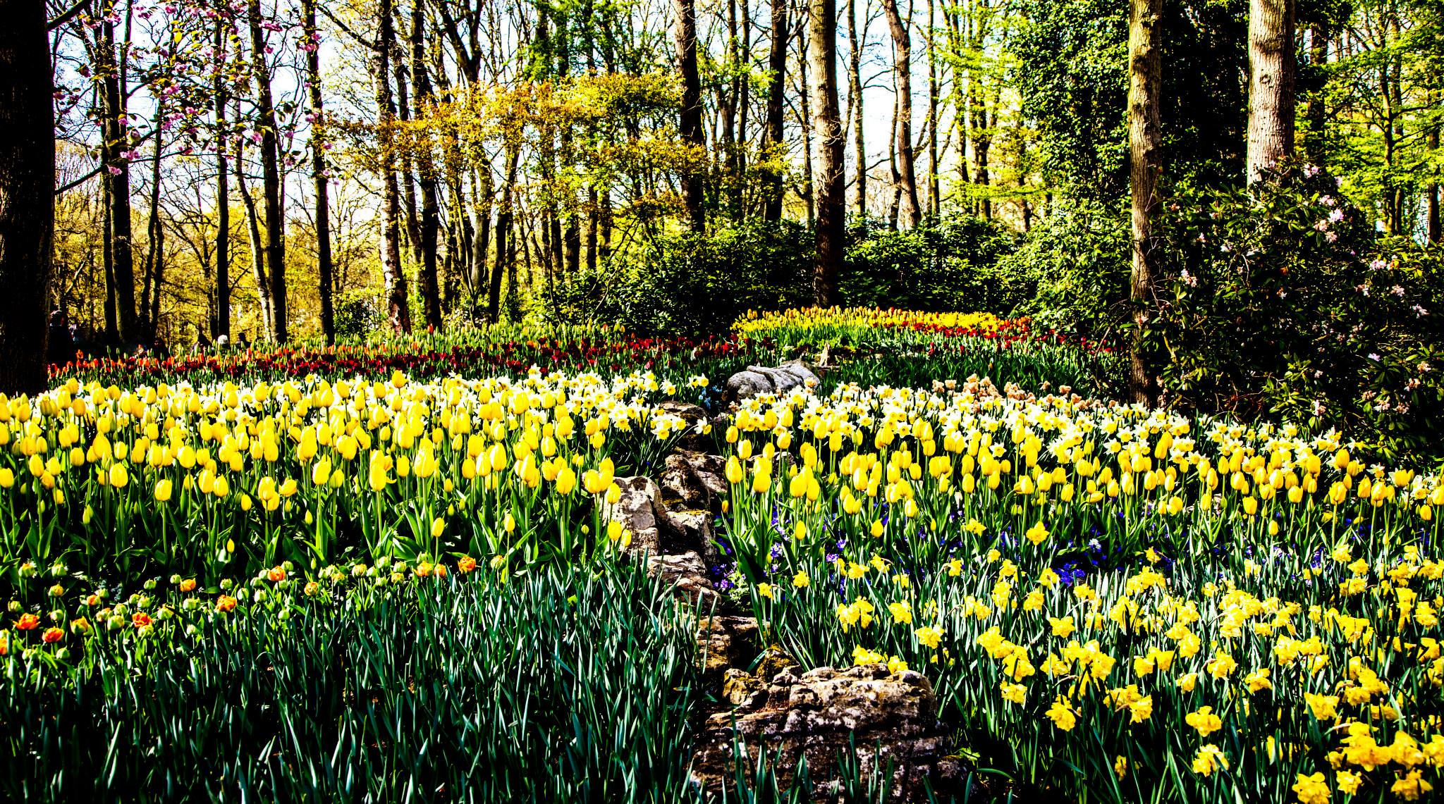 12.Keukenhof — 8 000 000…. Путешествия в формате 360......