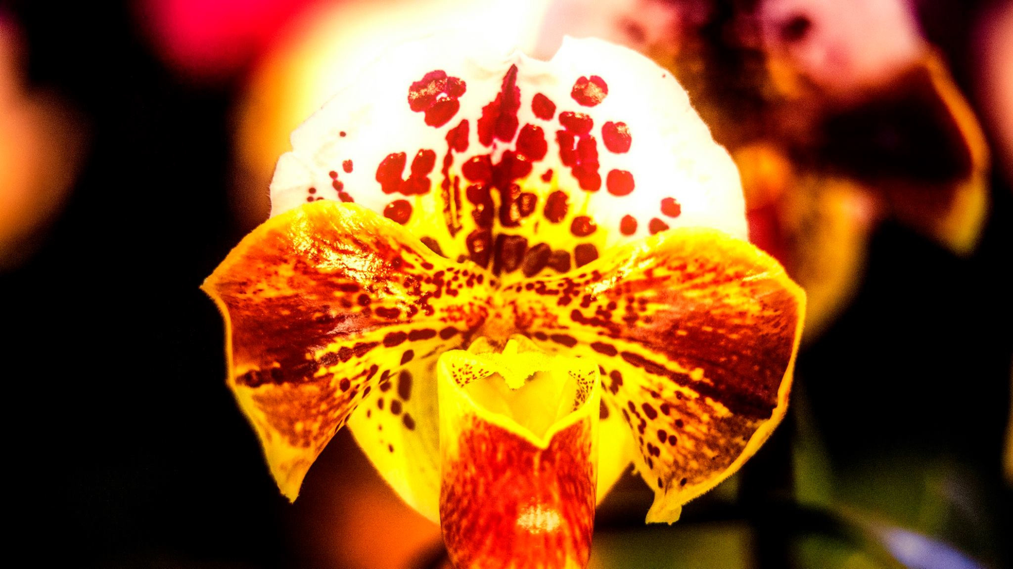 23.Orchids.Drezden. Путешествия в формате 360......