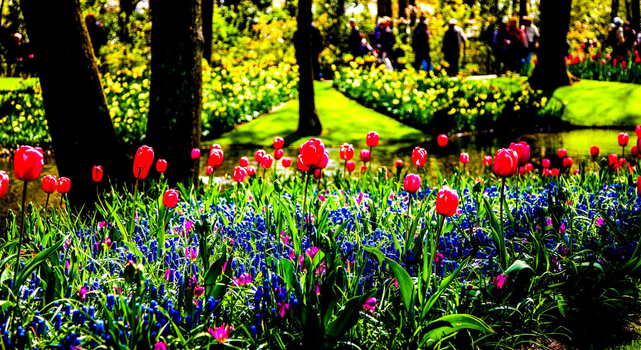 12.Keukenhof — 8 000 000…. Путешествия в формате 360......