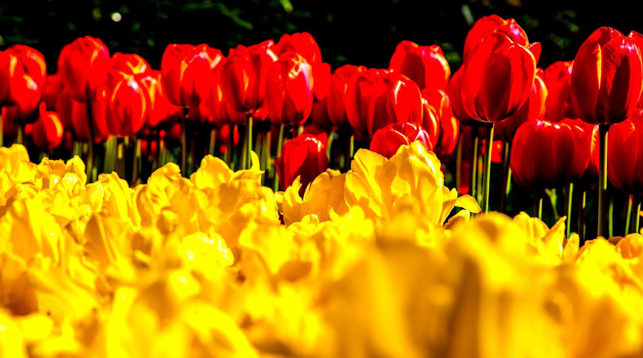 12.Keukenhof — 8 000 000…. Путешествия в формате 360......