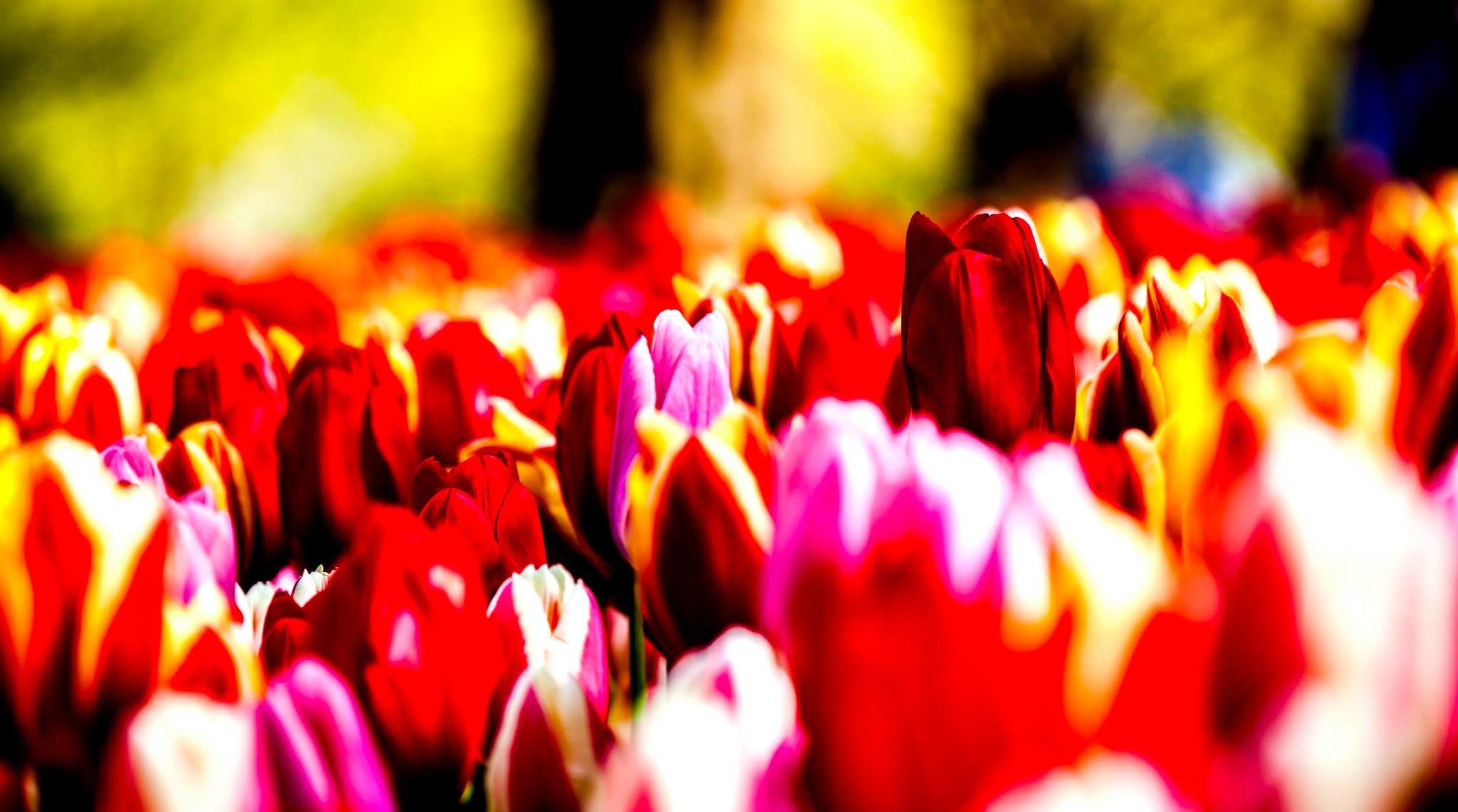 12.Keukenhof — 8 000 000…. Путешествия в формате 360......