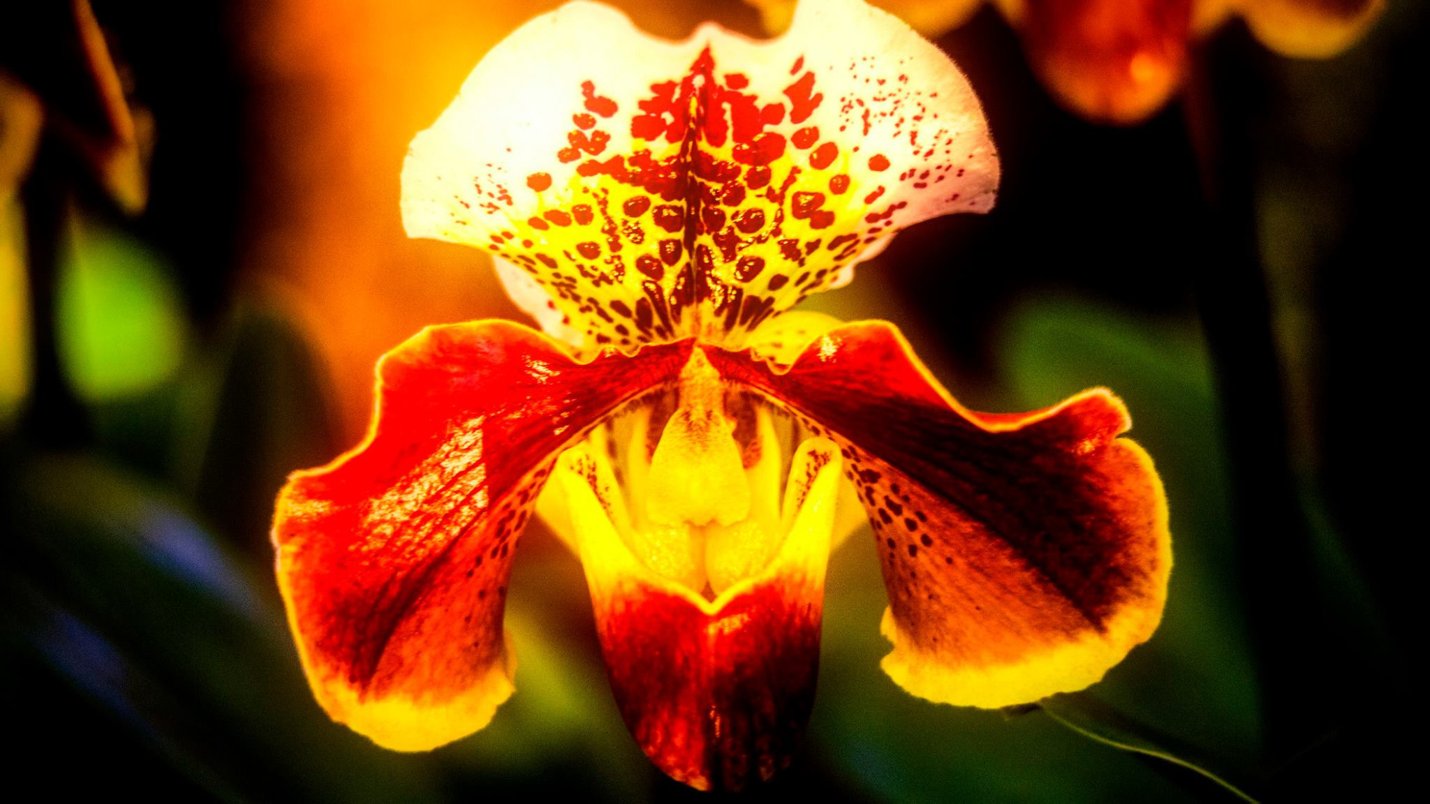 23.Orchids.Drezden. Путешествия в формате 360......