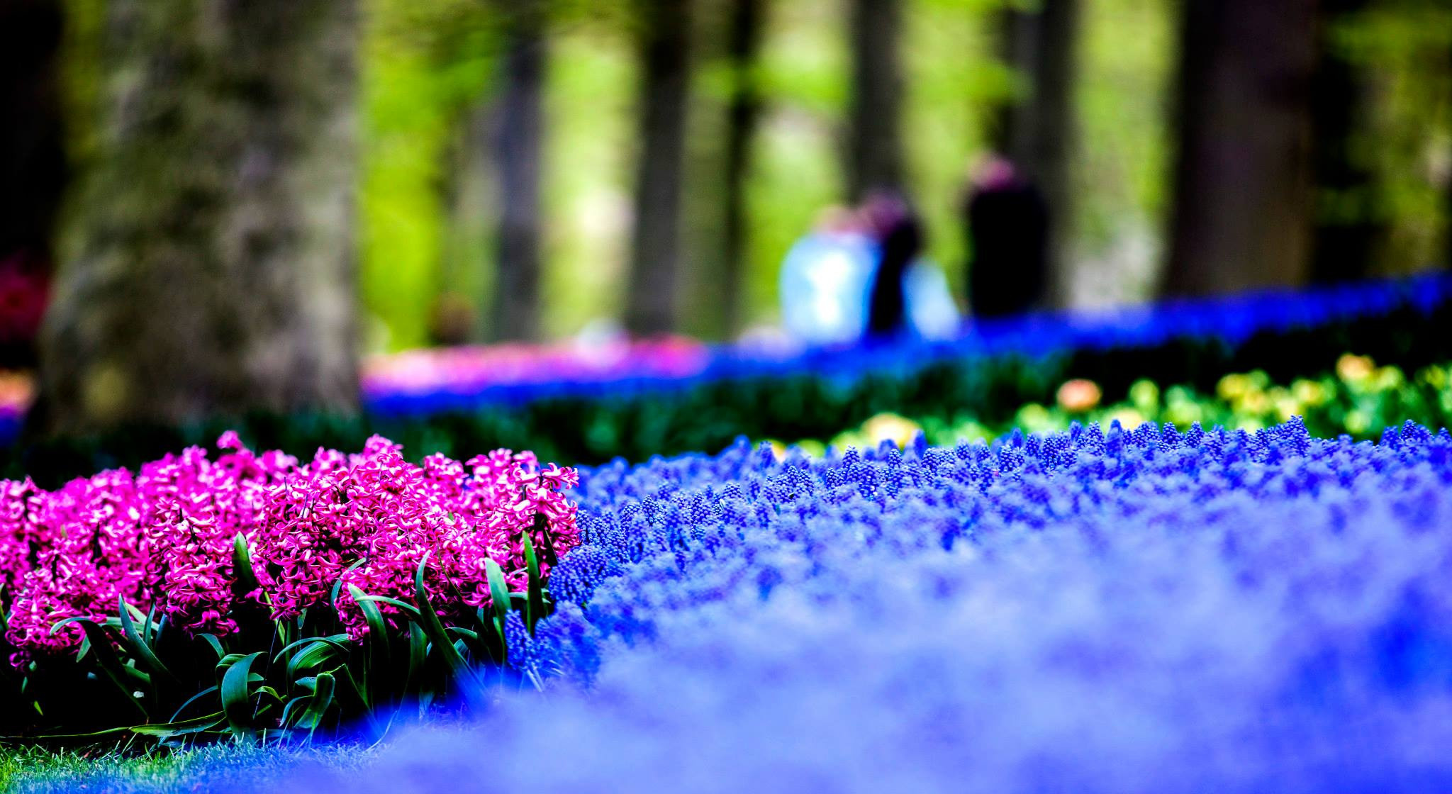 12.Keukenhof — 8 000 000…. Путешествия в формате 360......