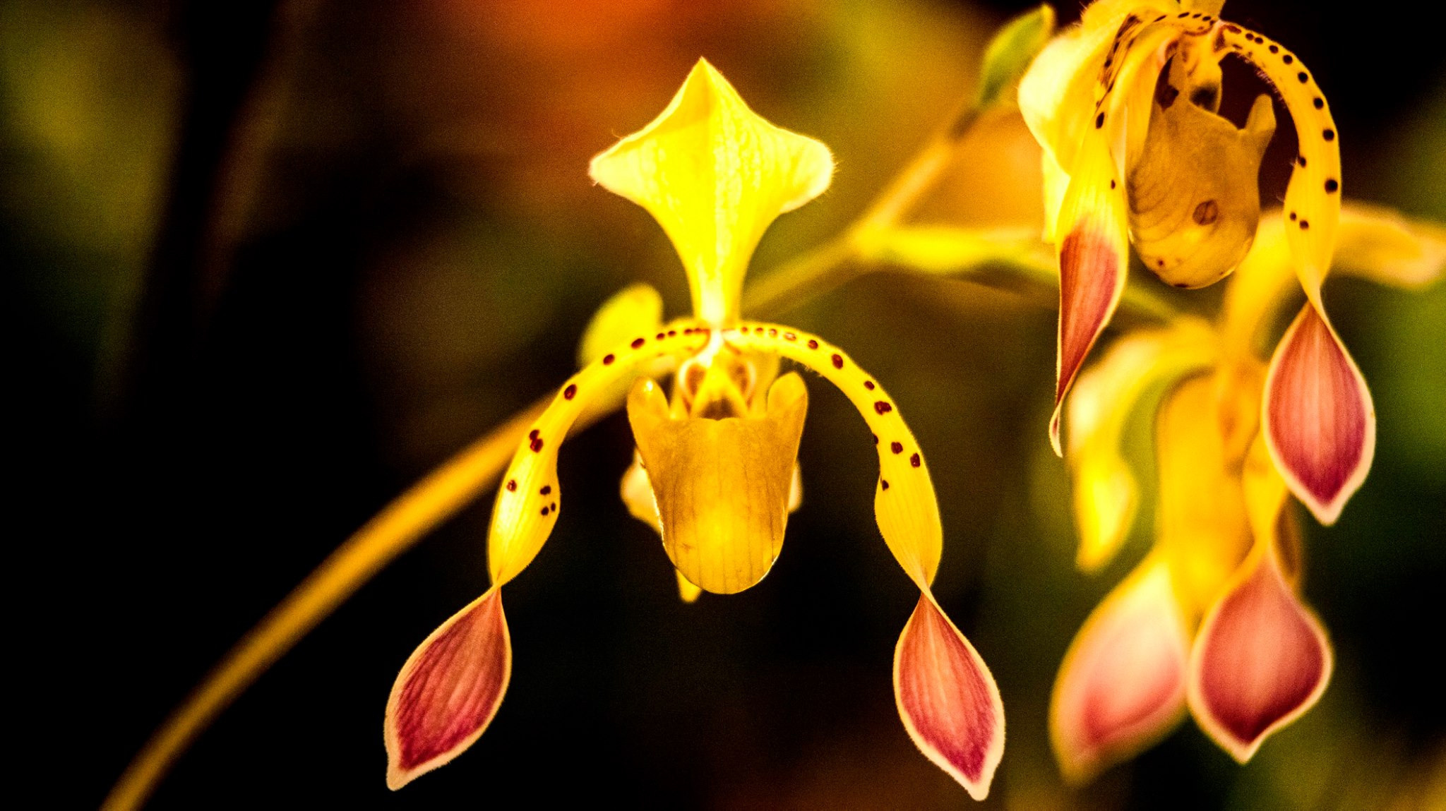 23.Orchids.Drezden. Путешествия в формате 360......