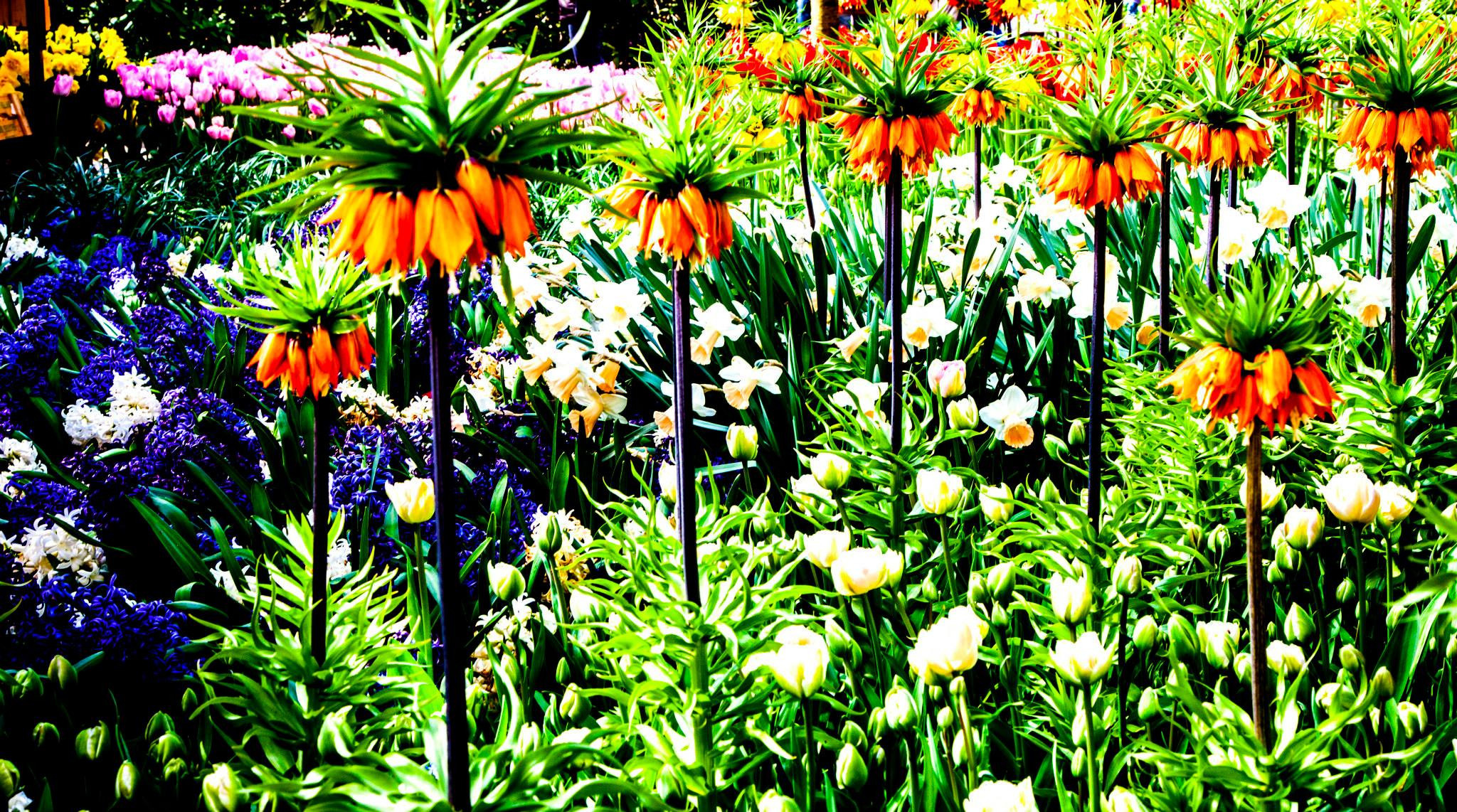 12.Keukenhof — 8 000 000…. Путешествия в формате 360......