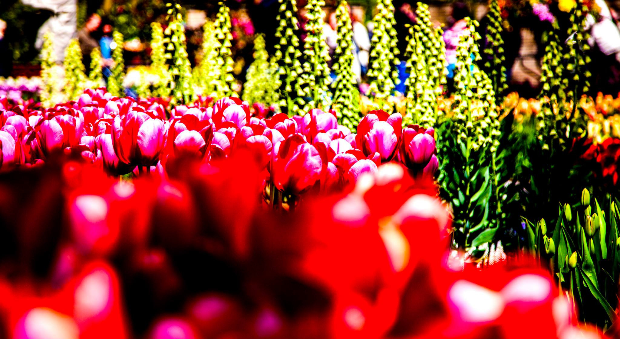 12.Keukenhof — 8 000 000…. Путешествия в формате 360......