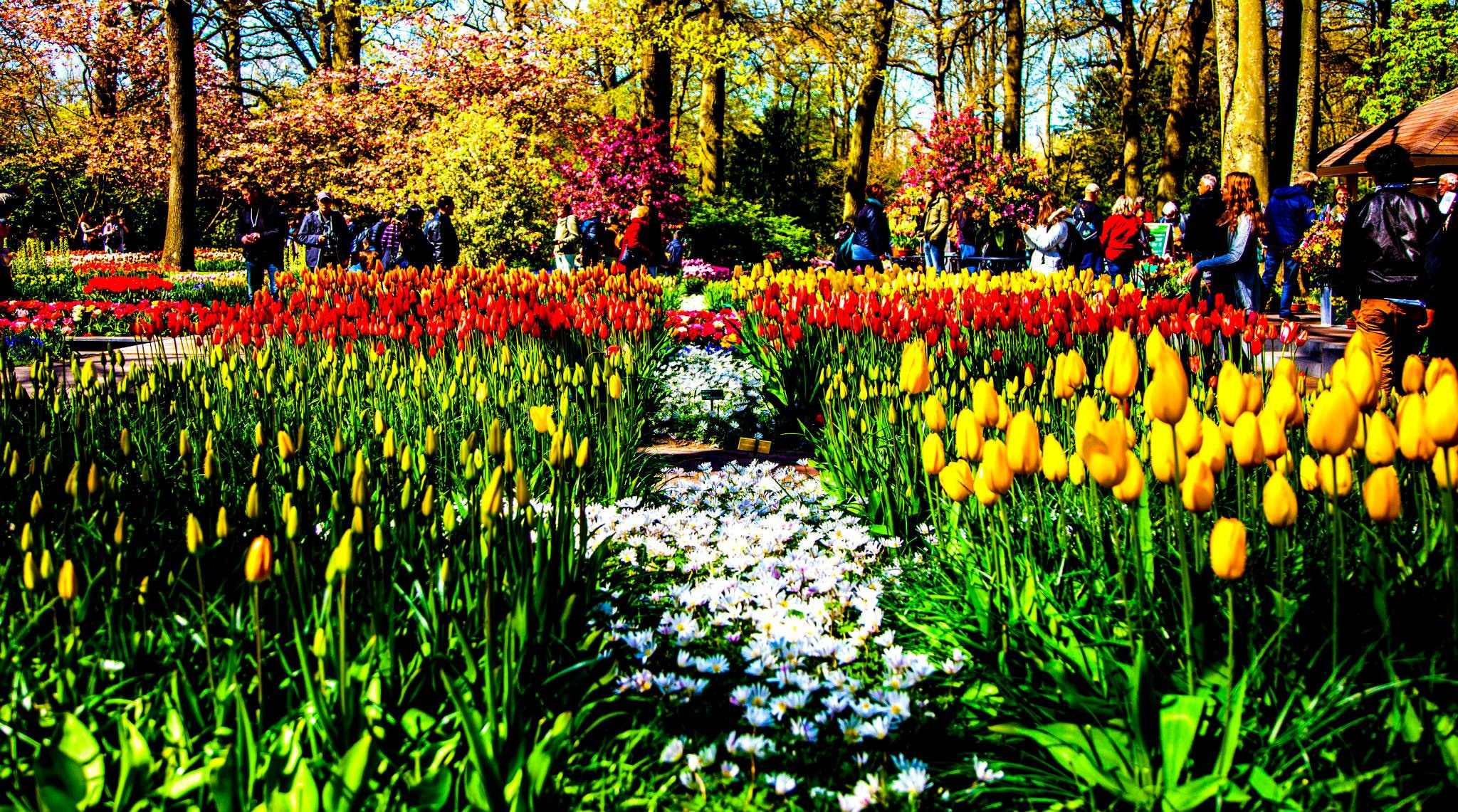 12.Keukenhof — 8 000 000…. Путешествия в формате 360......