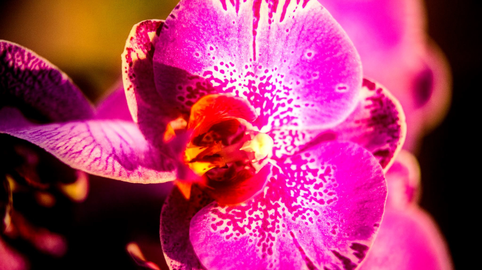 23.Orchids.Drezden. Путешествия в формате 360......
