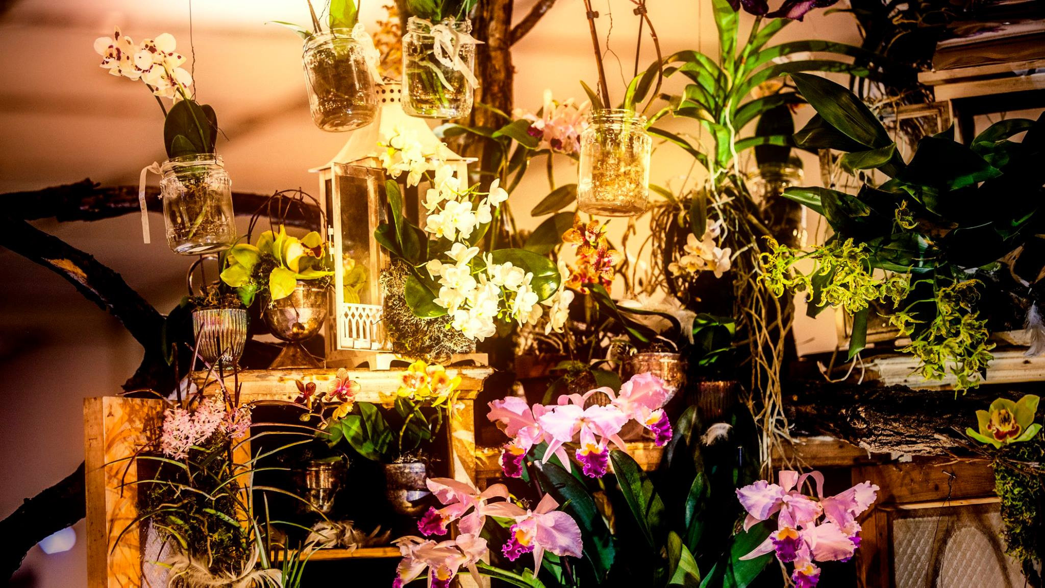 23.Orchids.Drezden. Путешествия в формате 360......