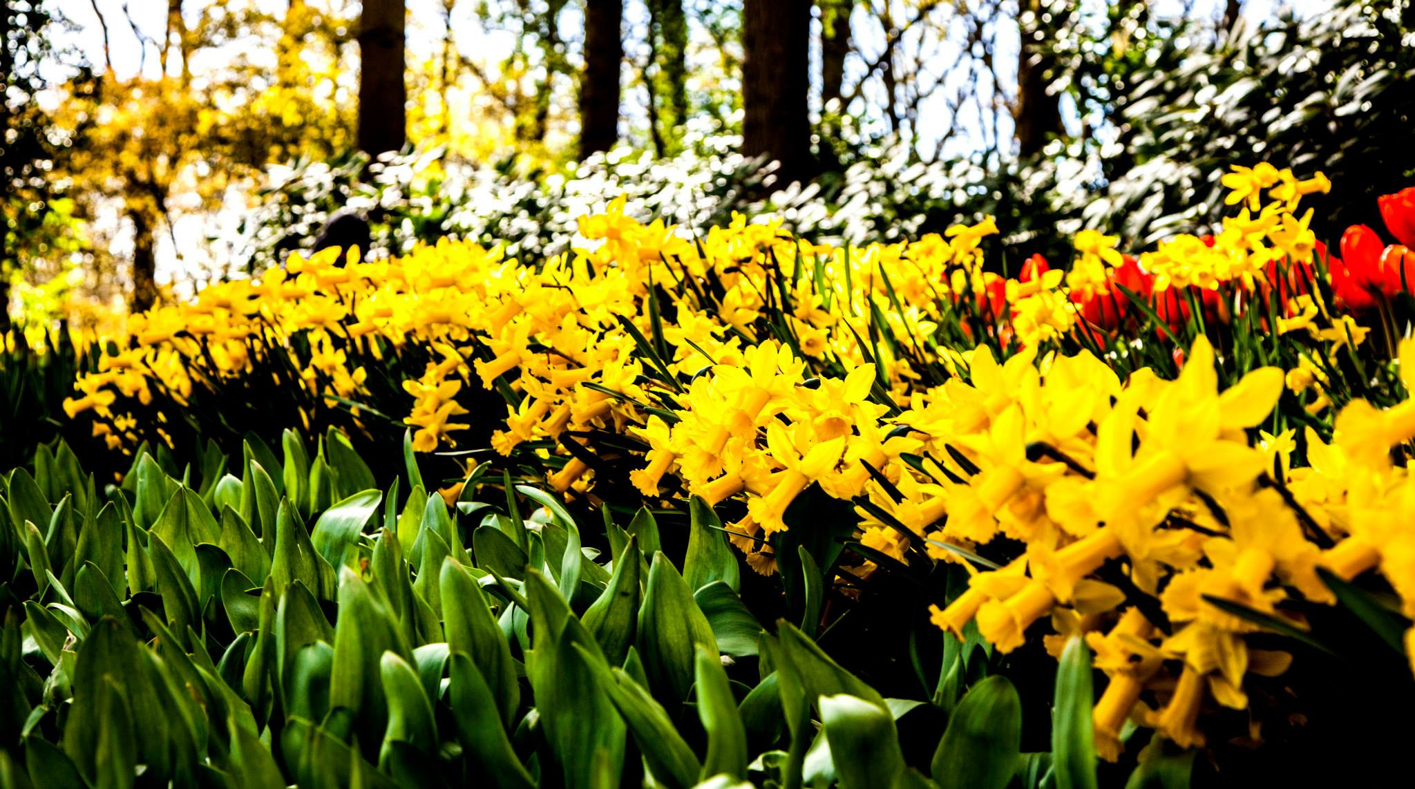 12.Keukenhof — 8 000 000…. Путешествия в формате 360......
