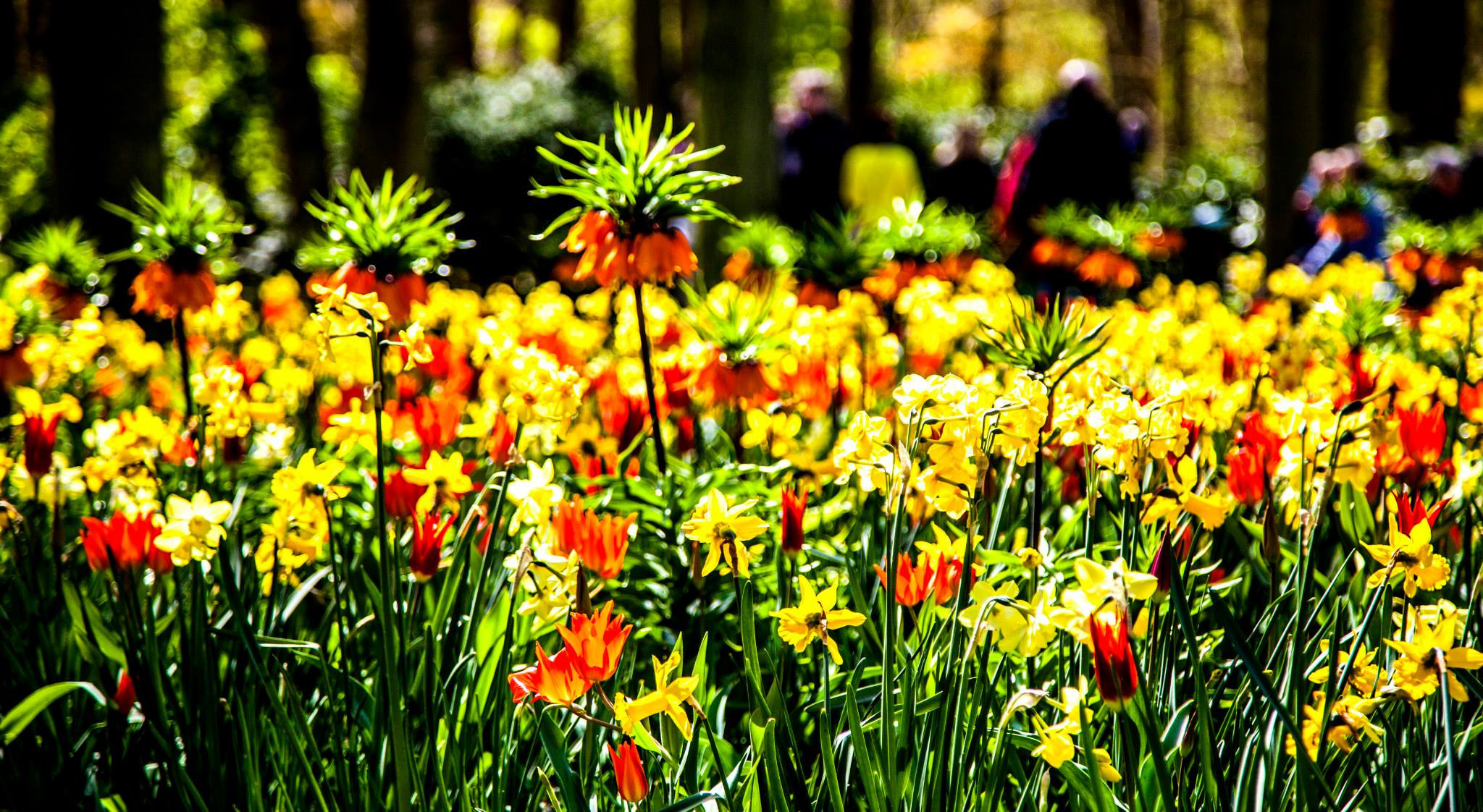 12.Keukenhof — 8 000 000…. Путешествия в формате 360......