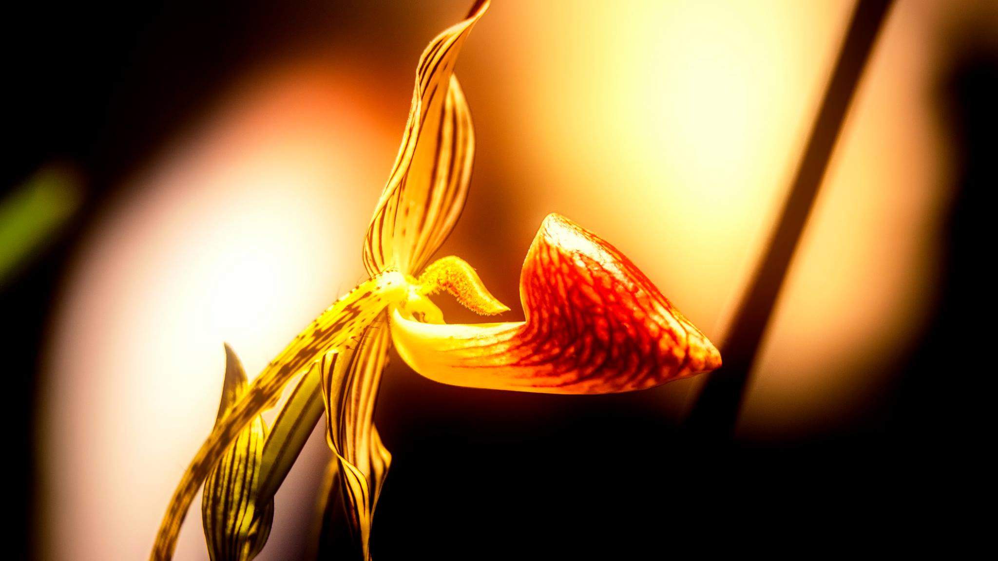 23.Orchids.Drezden. Путешествия в формате 360......