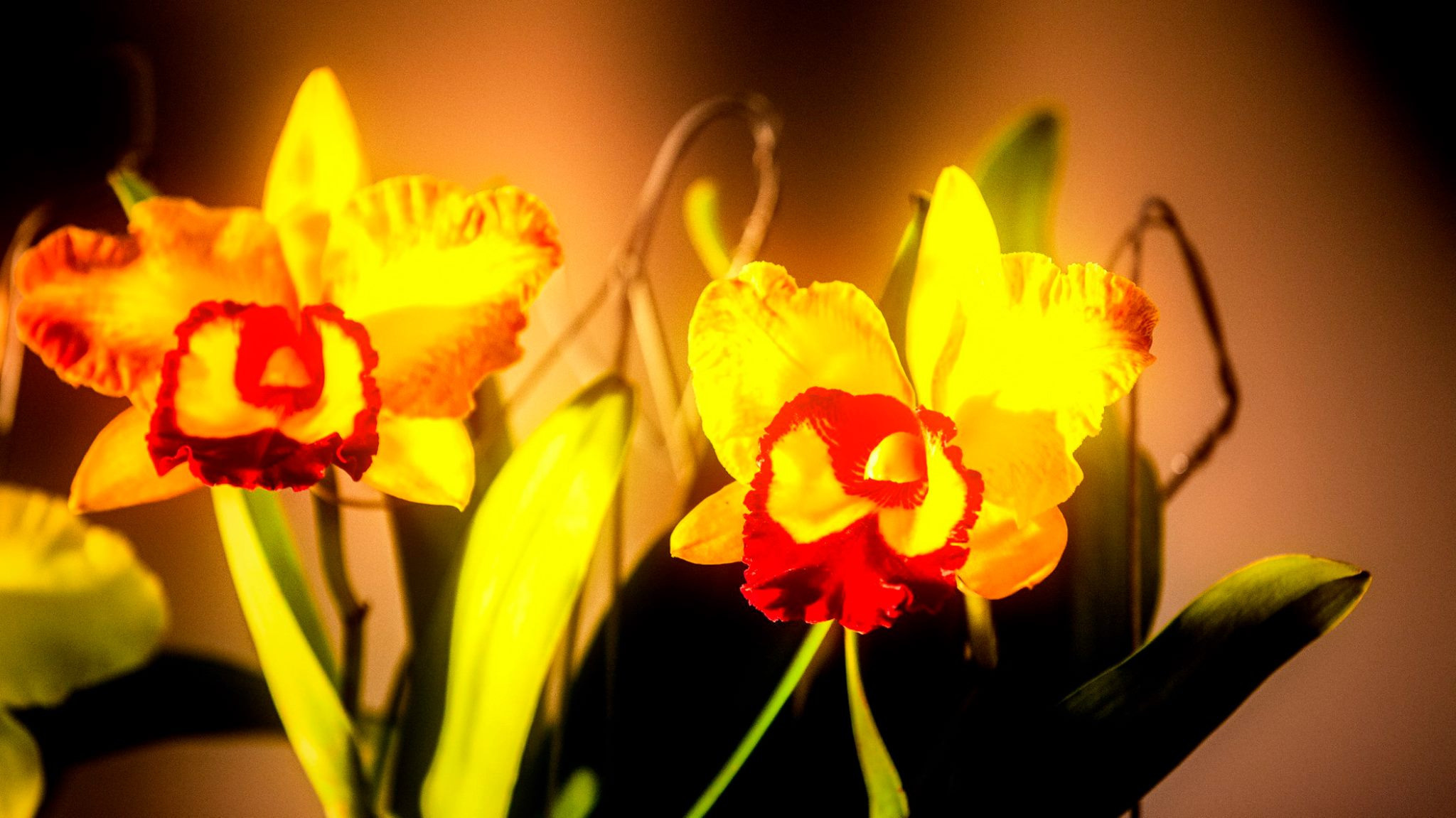 23.Orchids.Drezden. Путешествия в формате 360......