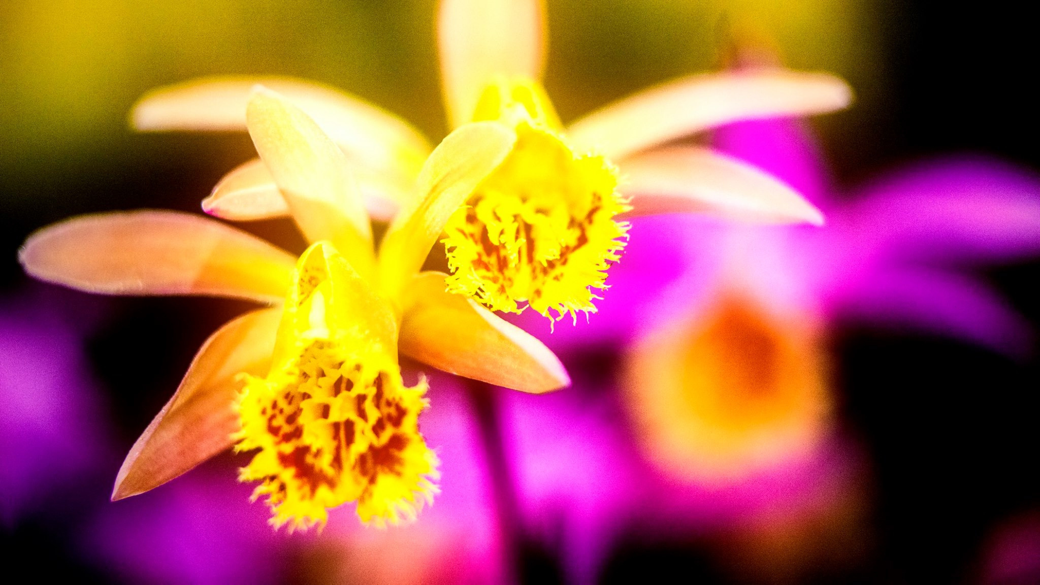 23.Orchids.Drezden. Путешествия в формате 360......