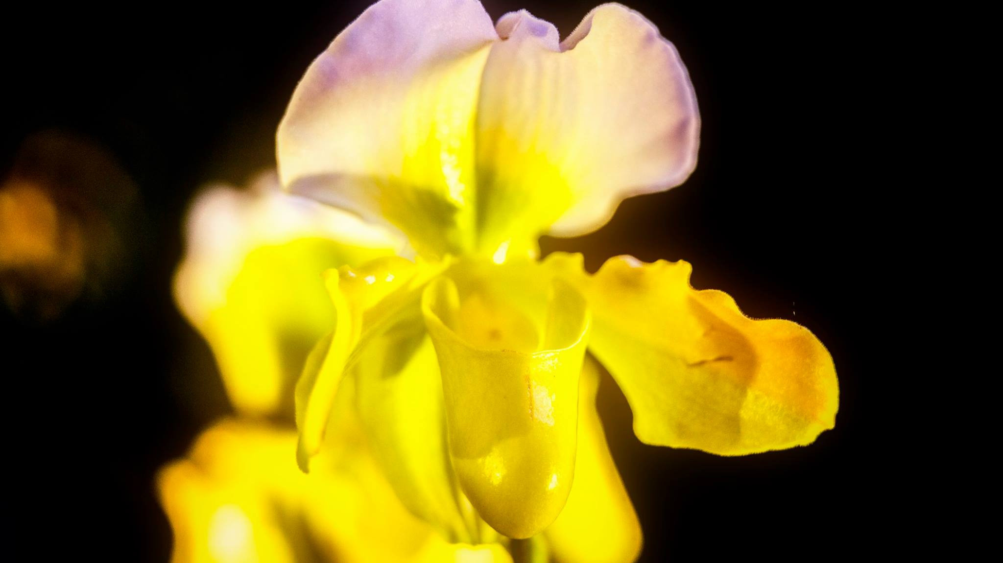 23.Orchids.Drezden. Путешествия в формате 360......