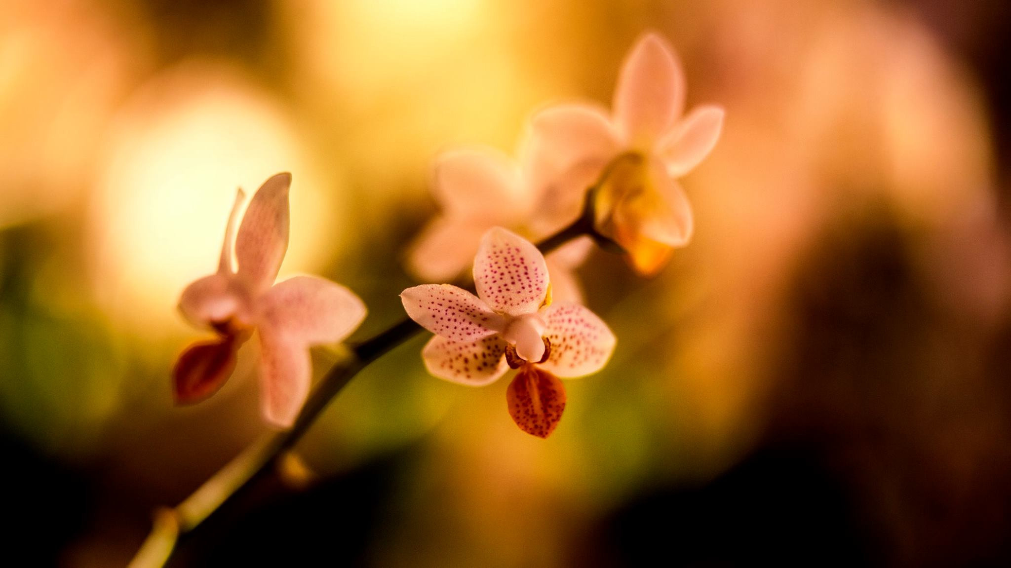 23.Orchids.Drezden. Путешествия в формате 360......
