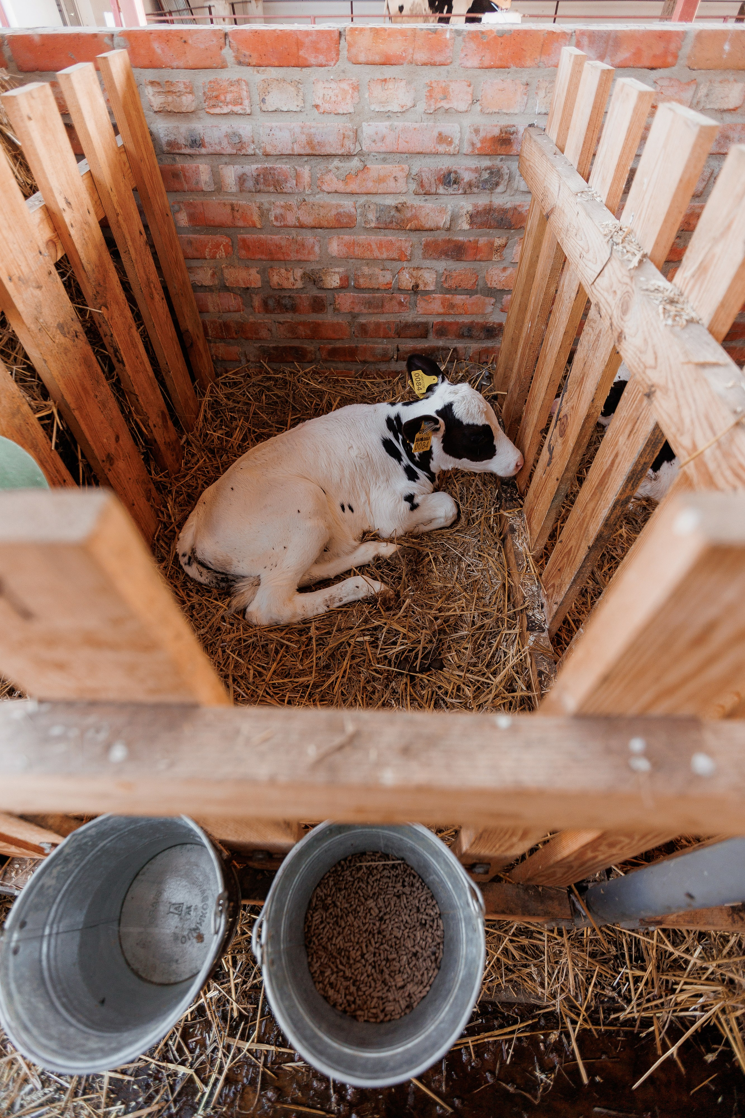 Екопарк Аміла. Ірина Терещук