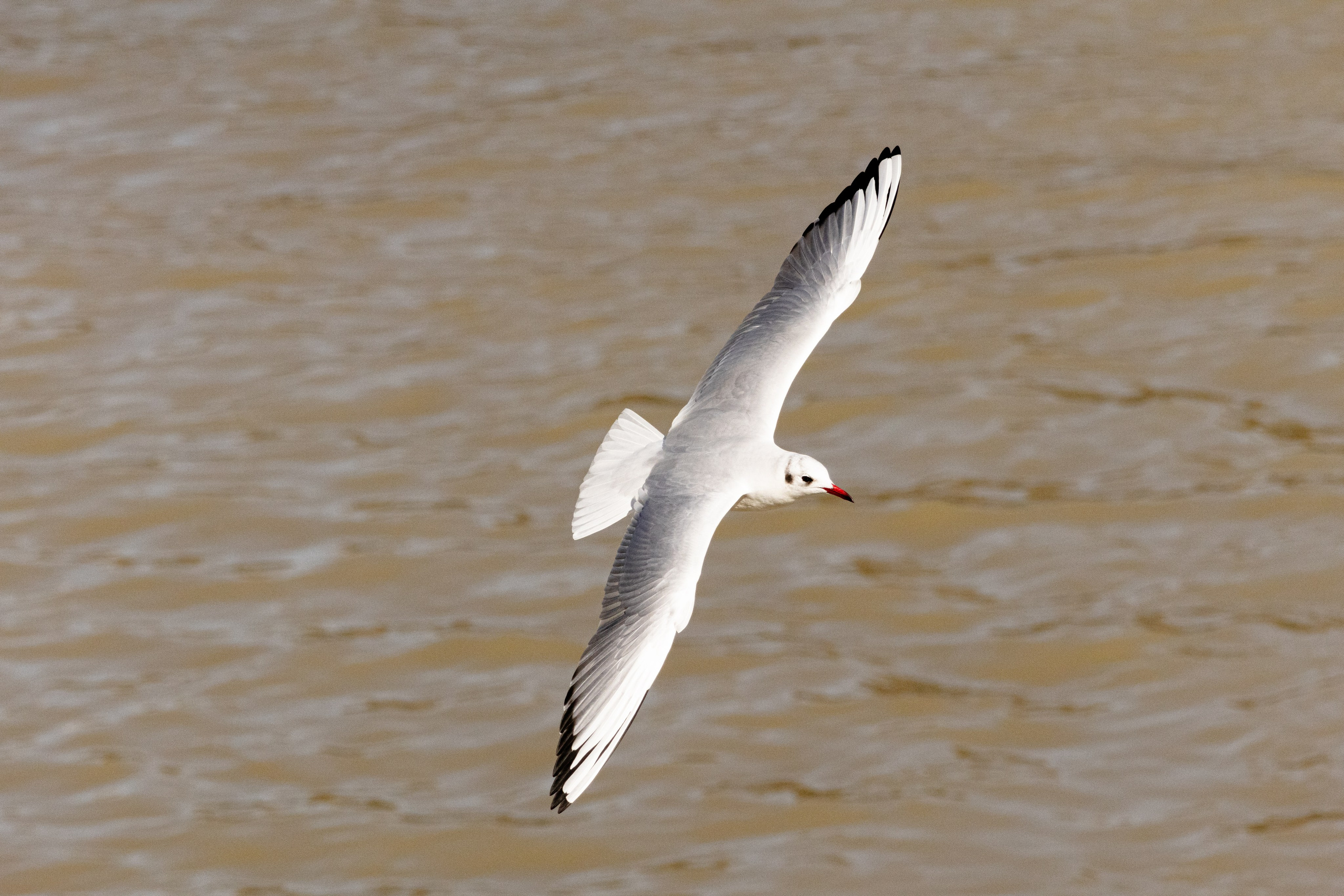 გასეირნება მტკვრის სანაპიროზე. FramefreeMan