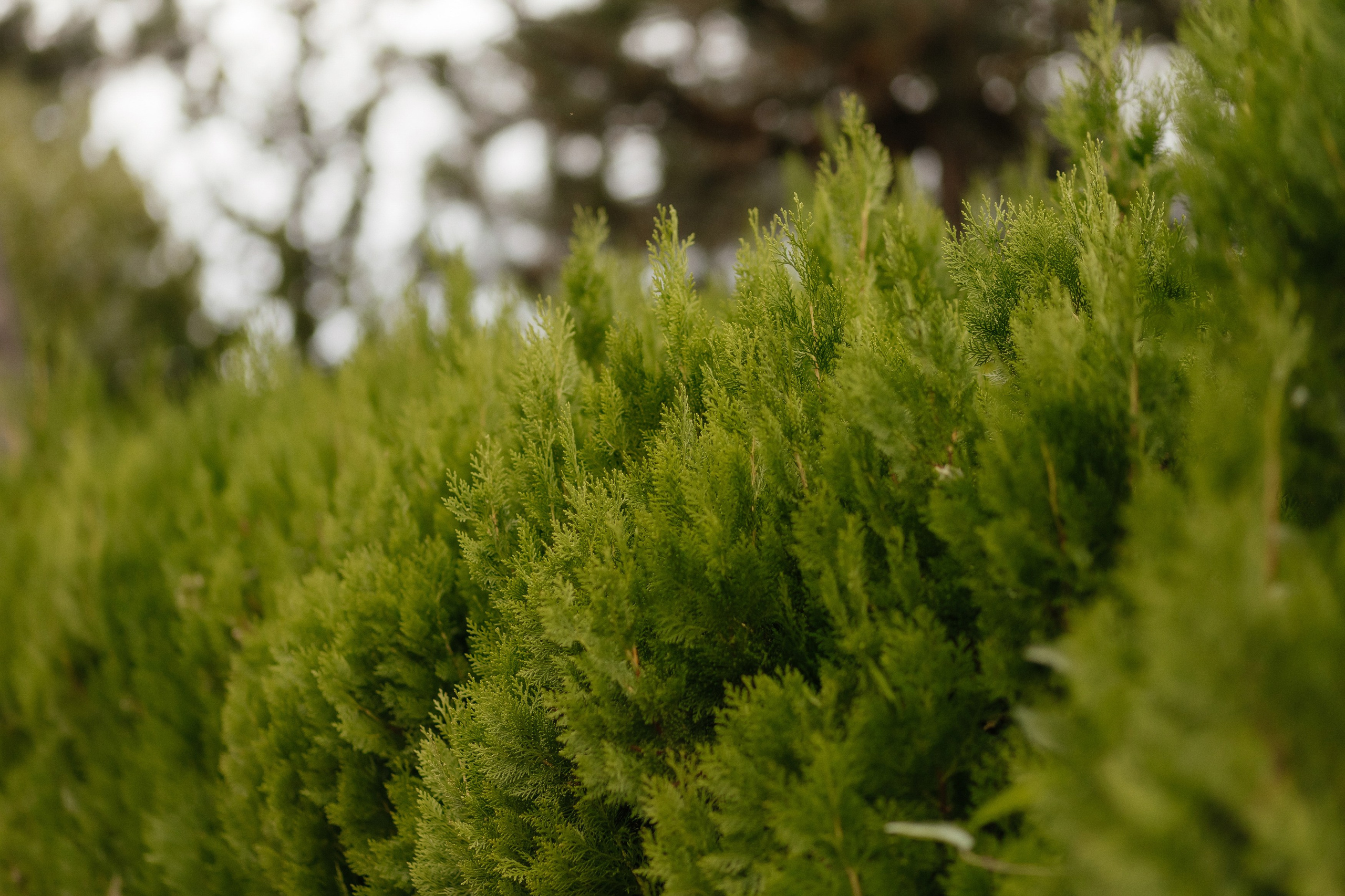 Wedding. Fulga Photographer