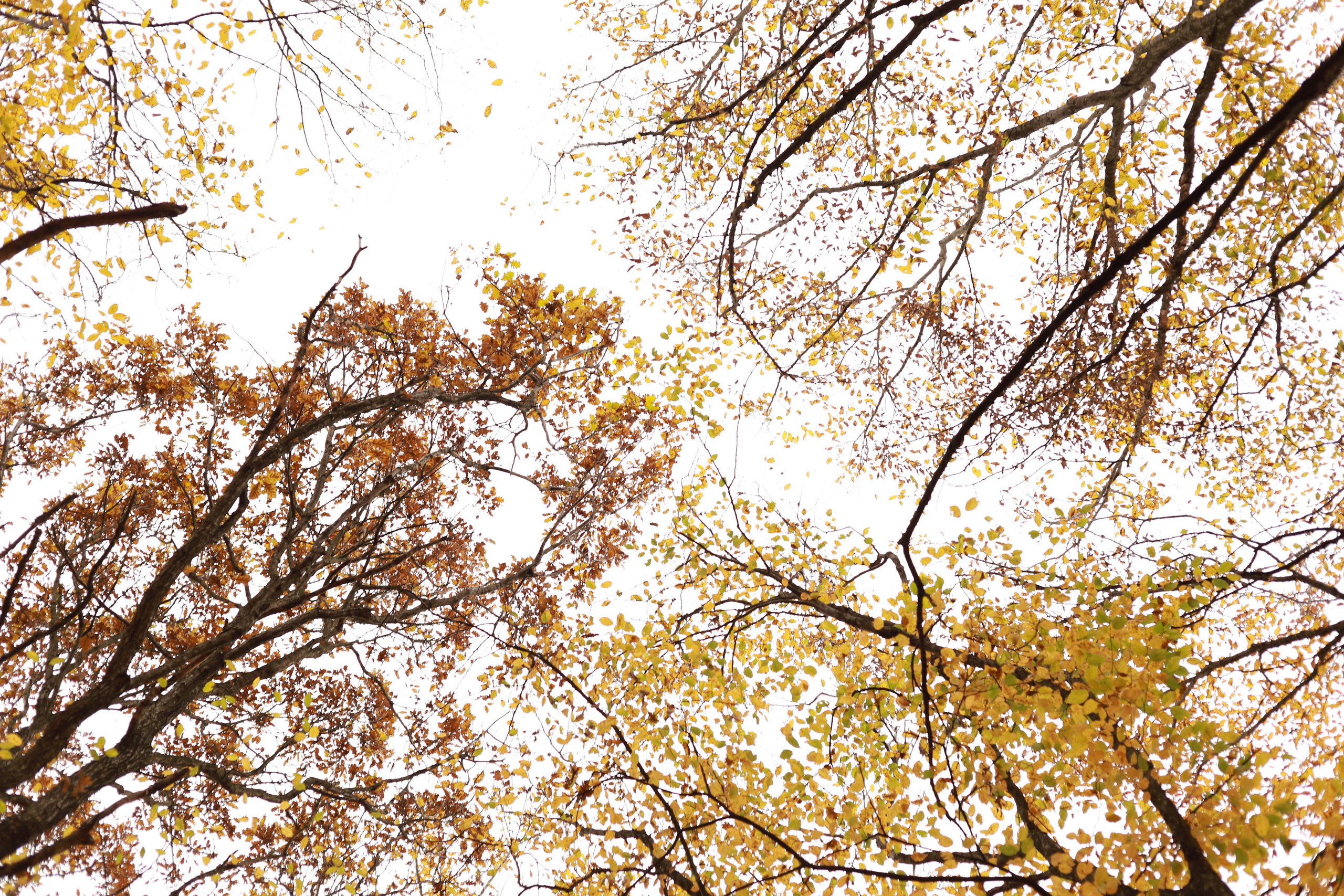 Vaida’s Forest. Family and Portraits photographer Diana Andoni