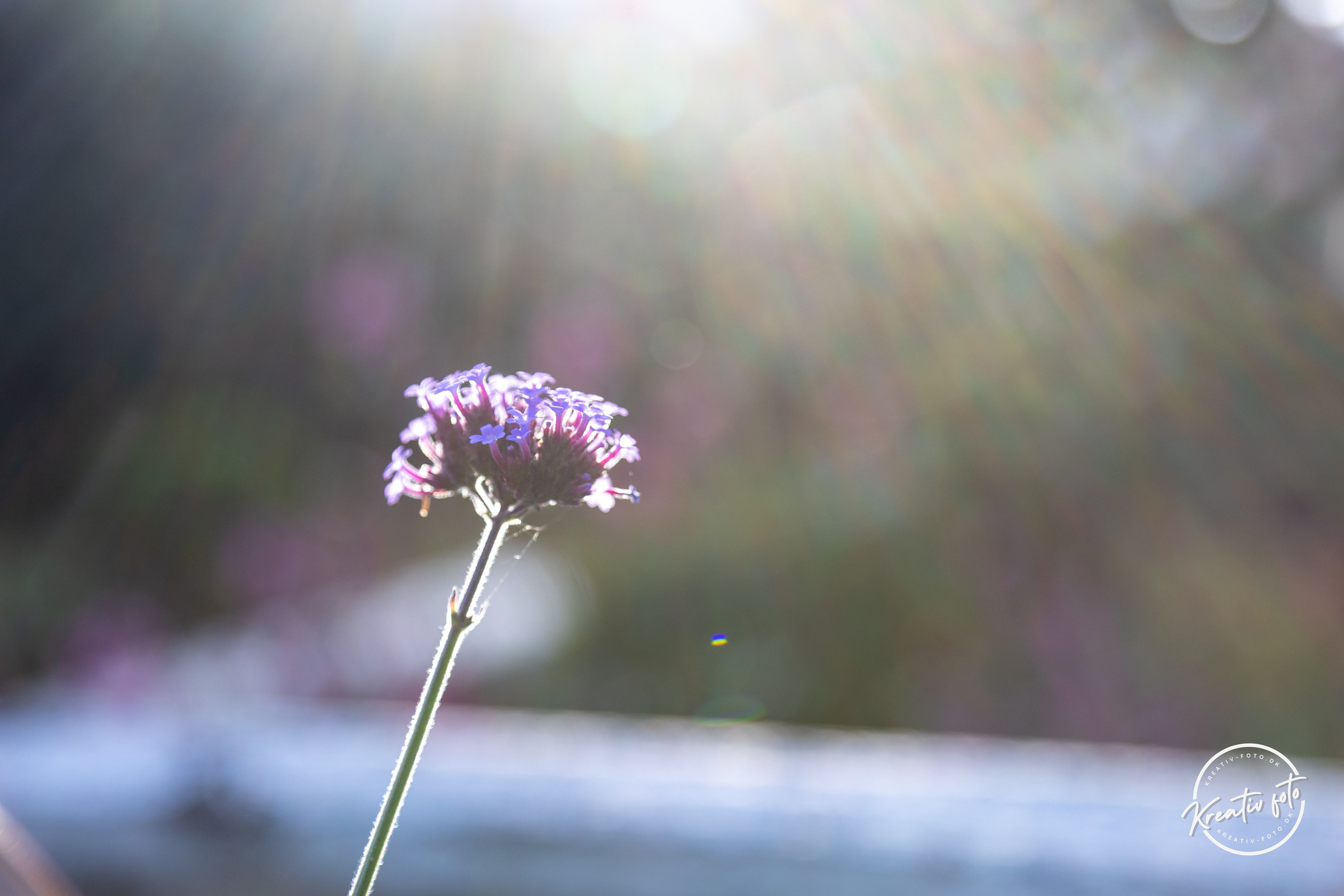 Sommer. Fotograf Aarhus | Portrætfoto Århus | Flotte billeder