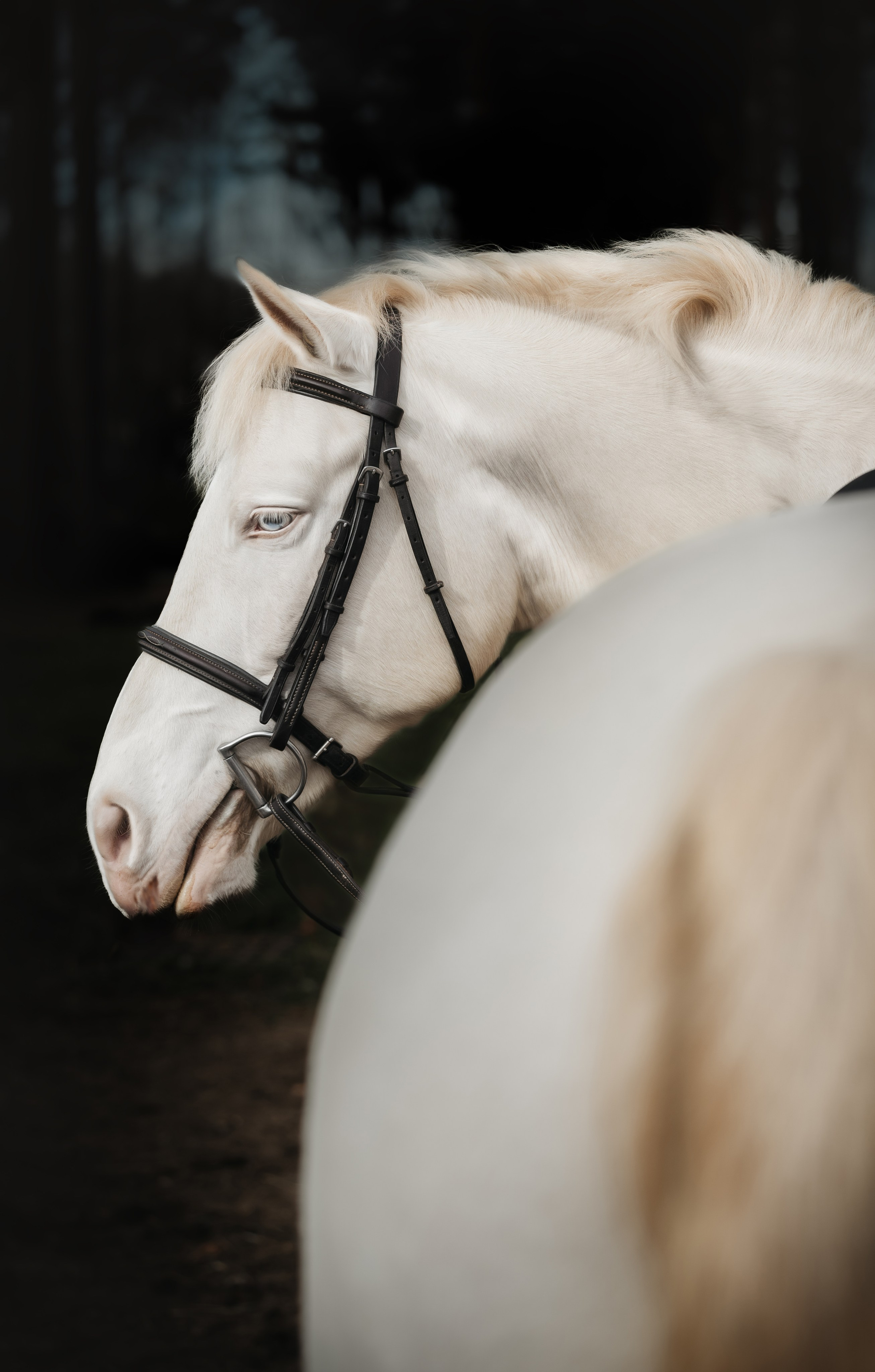 Mel & Christina. Pet Photographer Viktoriya Aleshenko