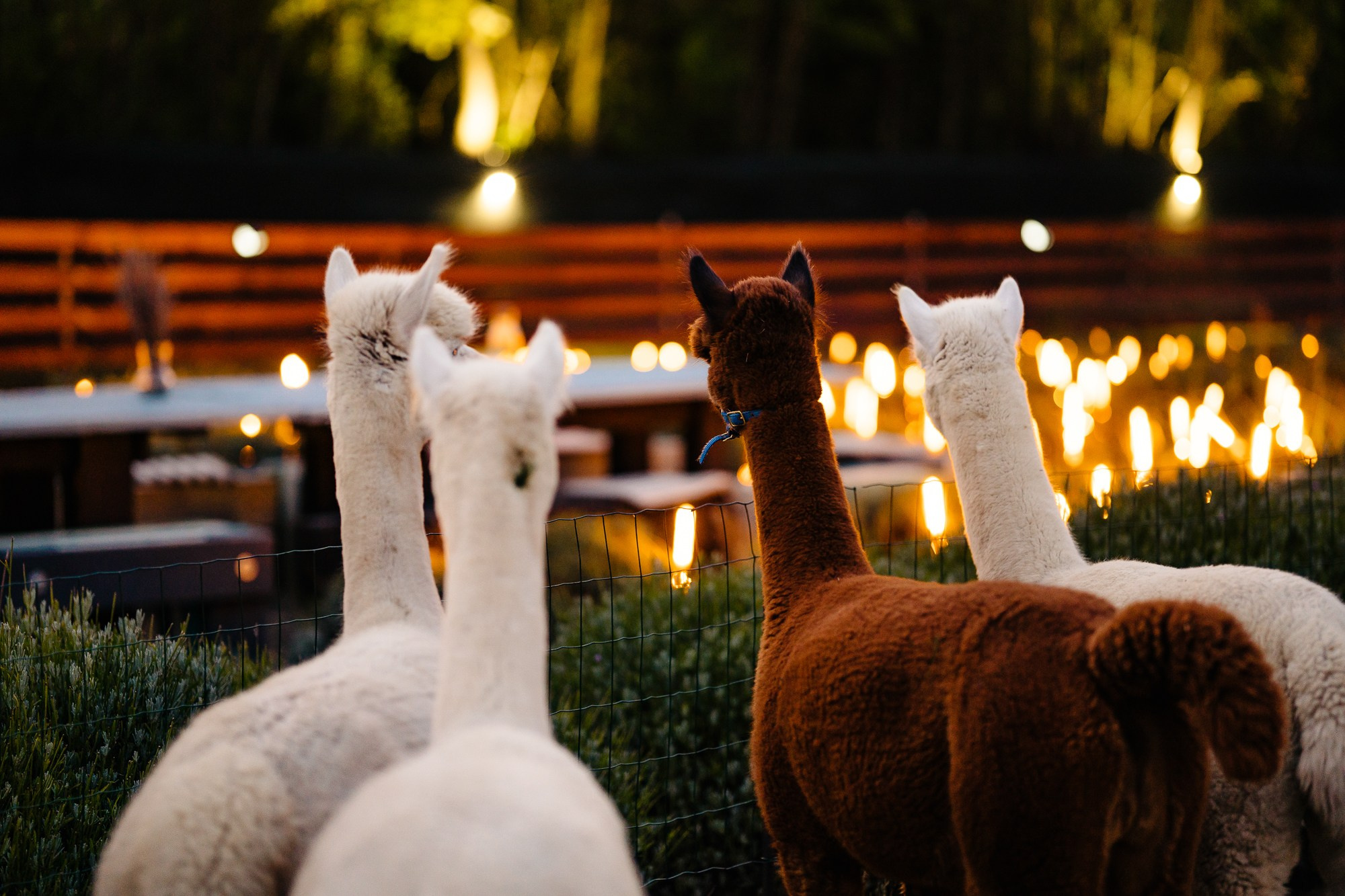 Fotografie Horeca. Fotograf Corporate Business