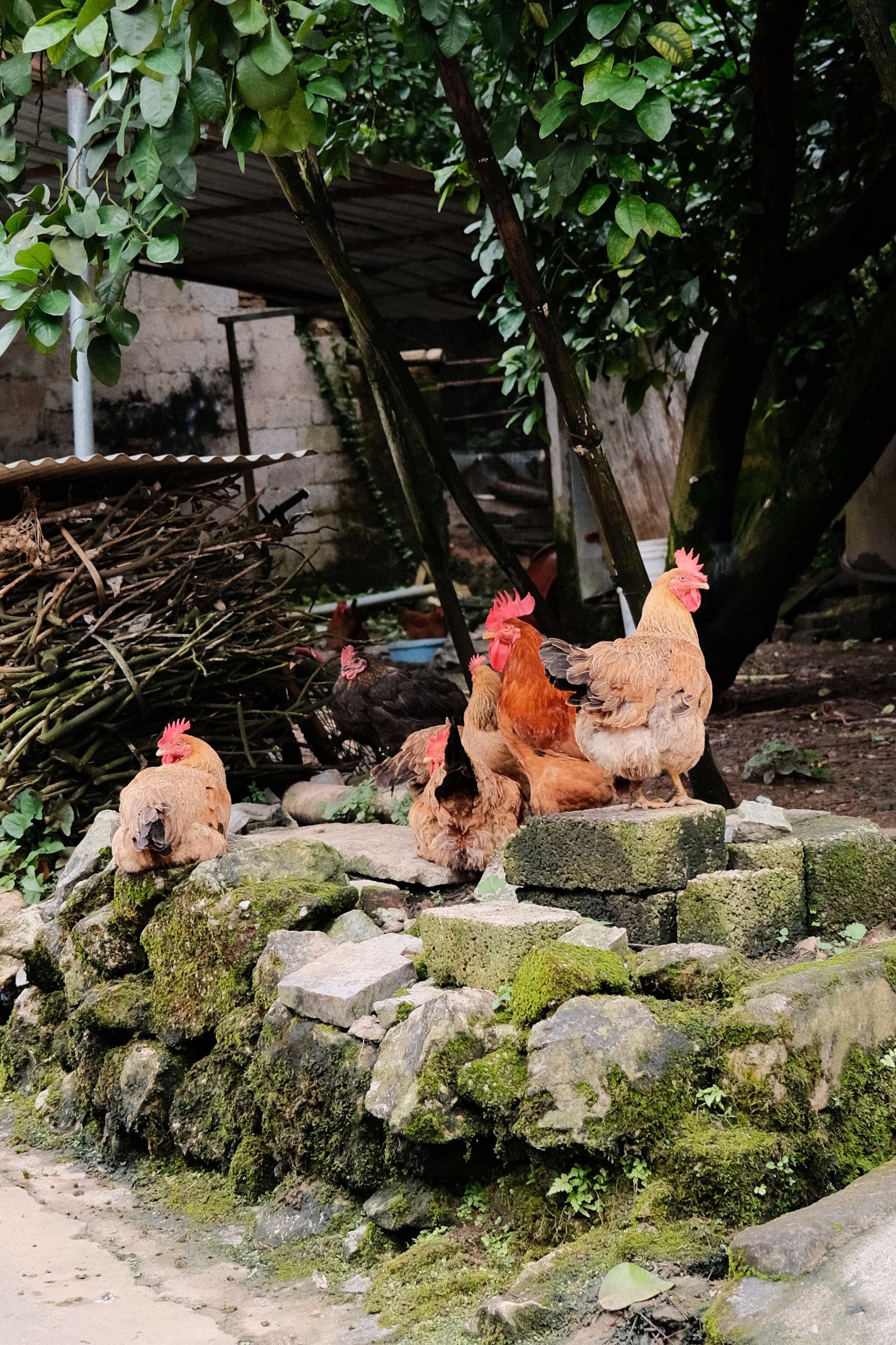 Yangshuo China Guiling. Фотограф В Гуанчжоу и Шэньчжэнь Андрей Лопатин