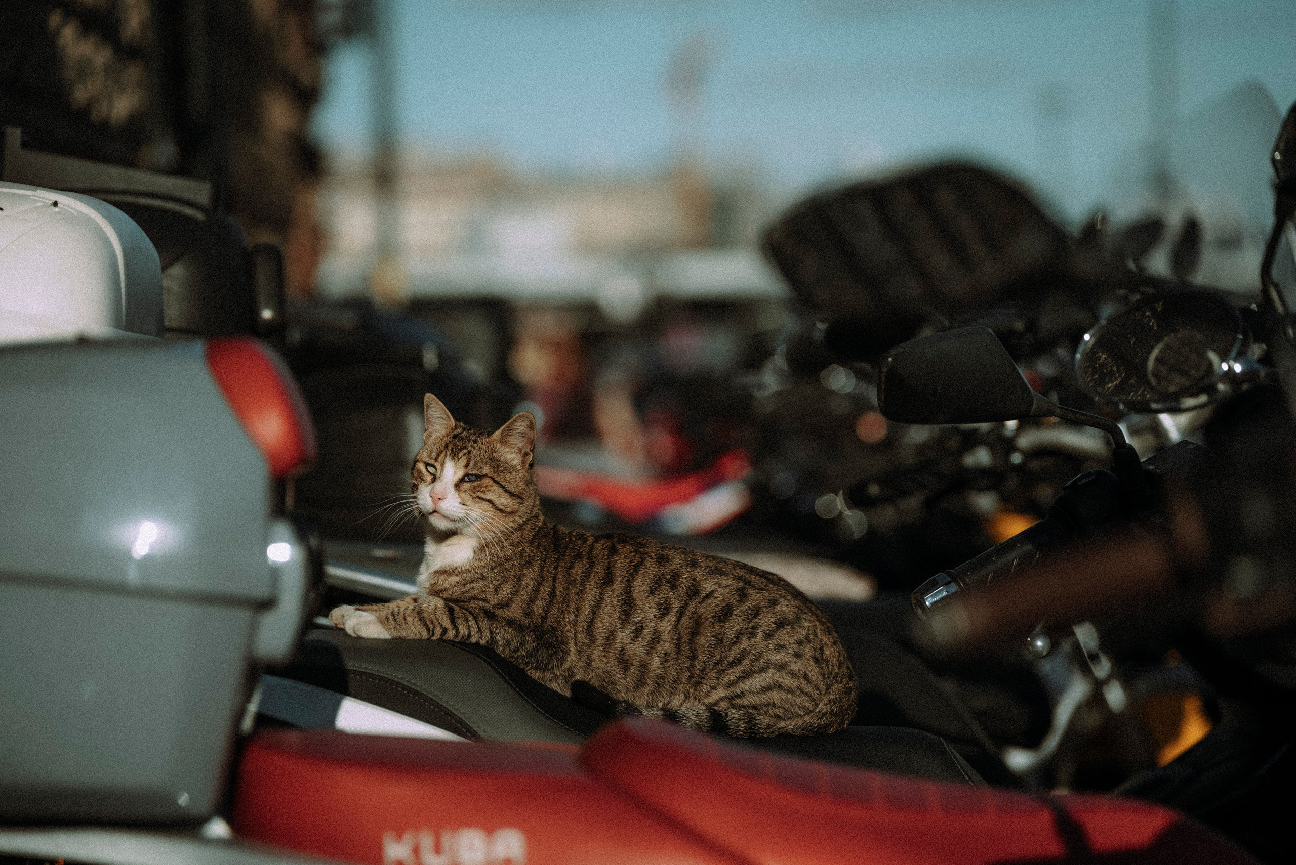 СТАМБУЛ. Стрит-фотография, полная абсурда, идиотизма и красоты