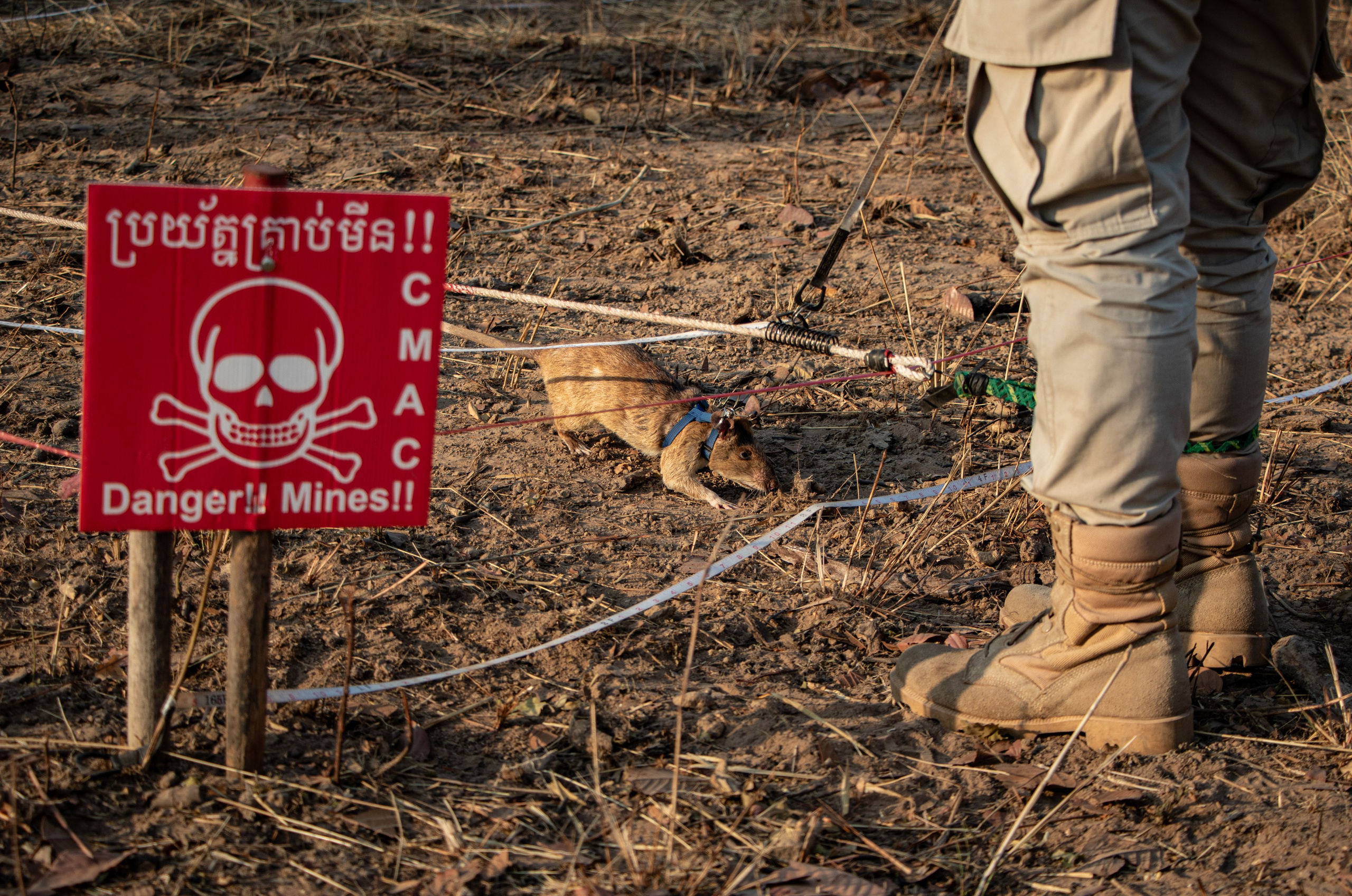 Un des rats d’APOPO en action sur le terrain, recherchant les traces de TNT.