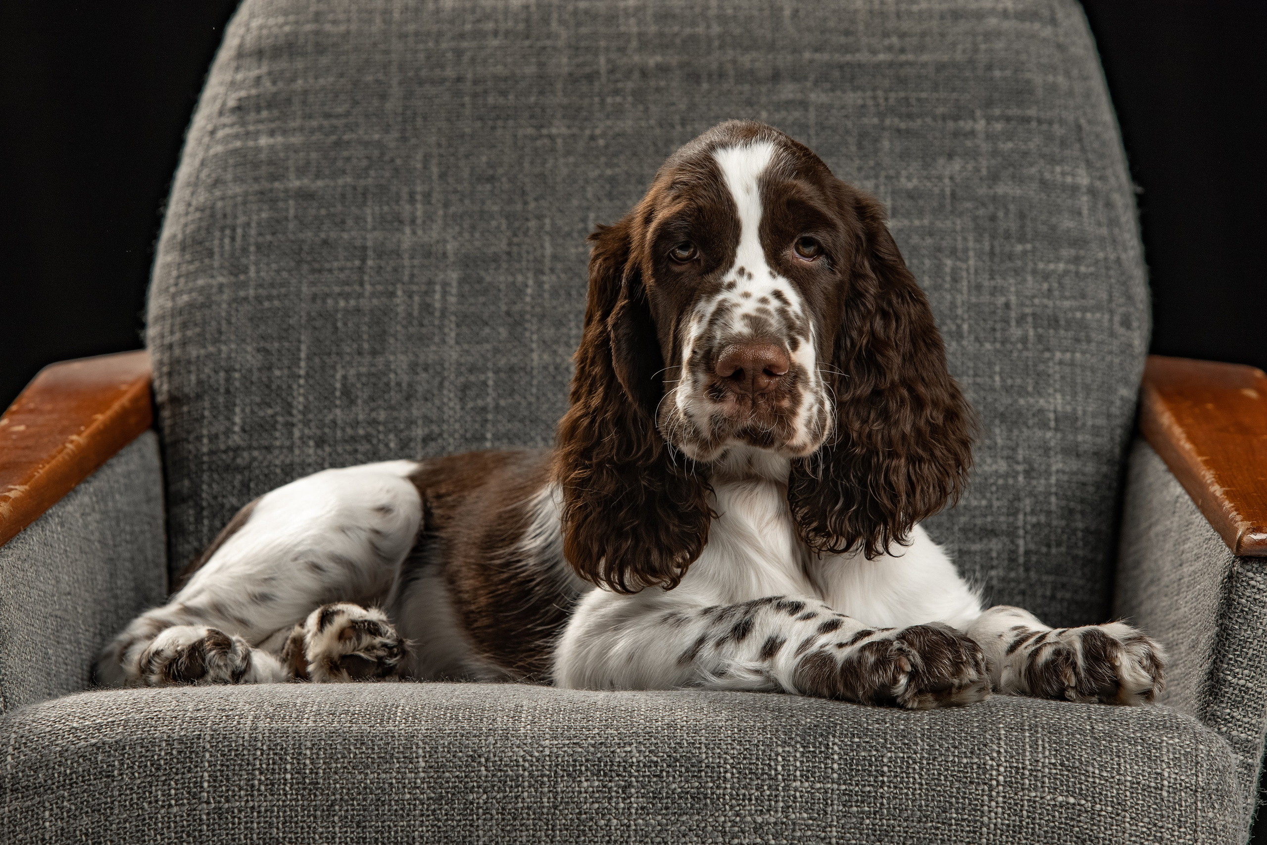 portrait of an English Springer Spaniel