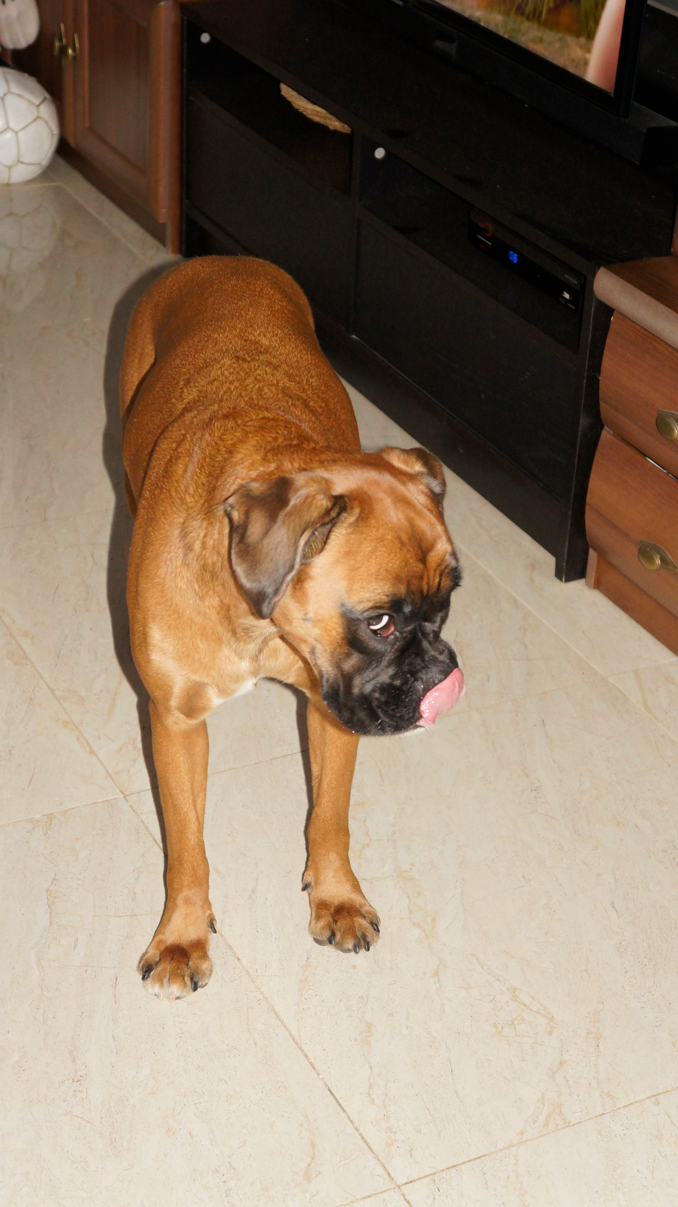 My Star - My Boxer Dog