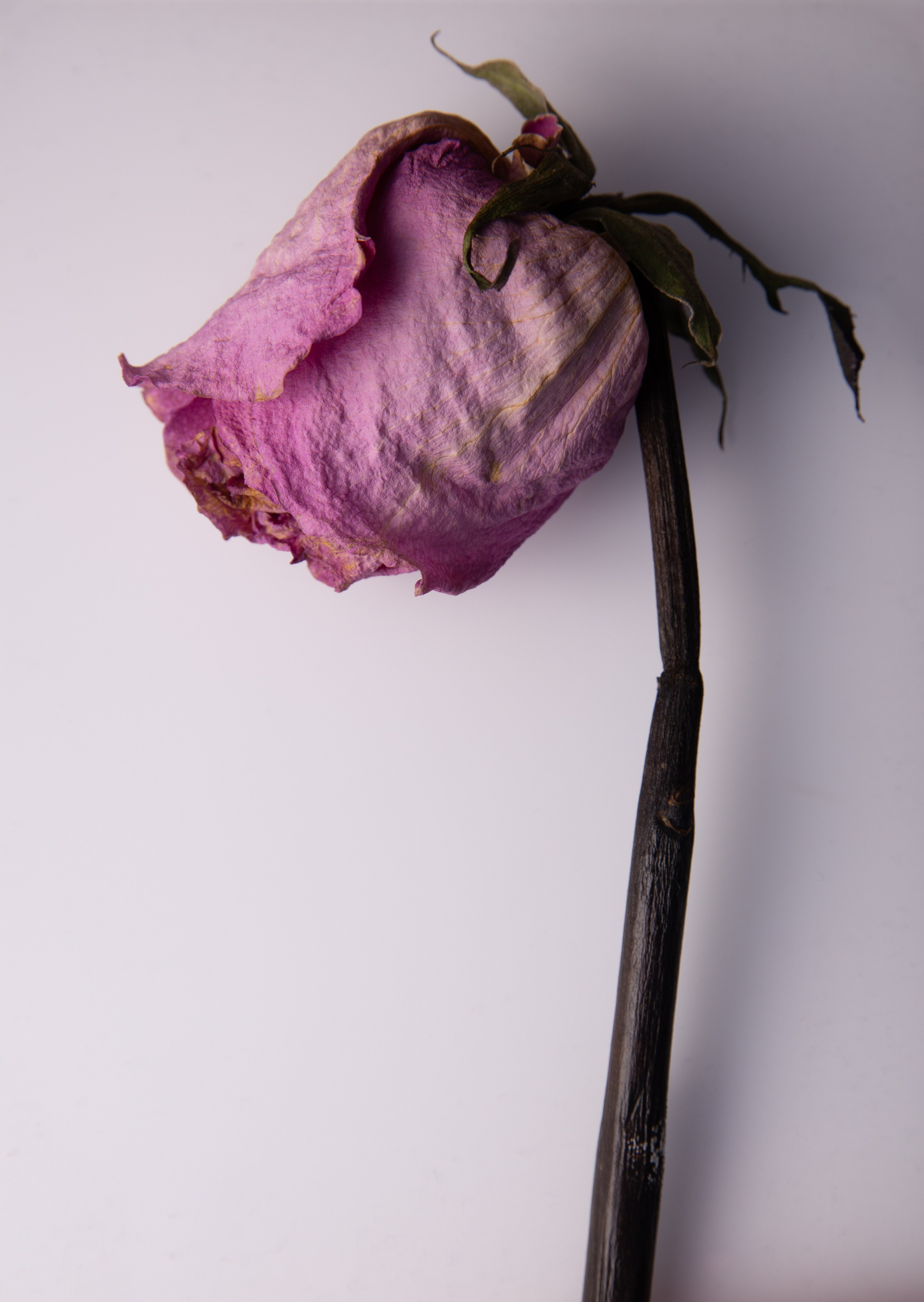 Close-up of a dried rose with faded pink petals on a white background, showcasing natural decay and delicate textures