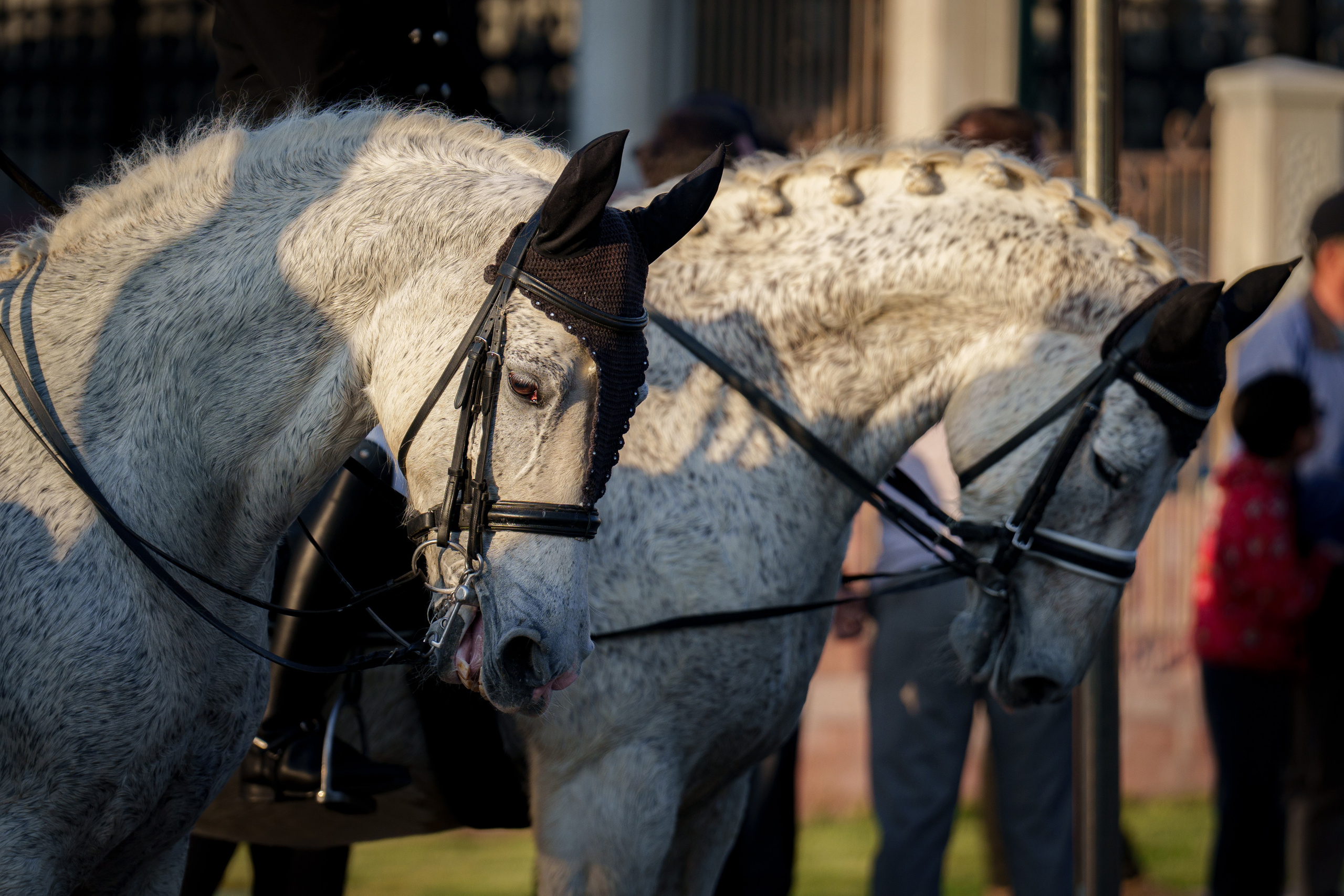 Конный парад в Ташкенте. Георгий Намазов | Фотограф в Ташкенте