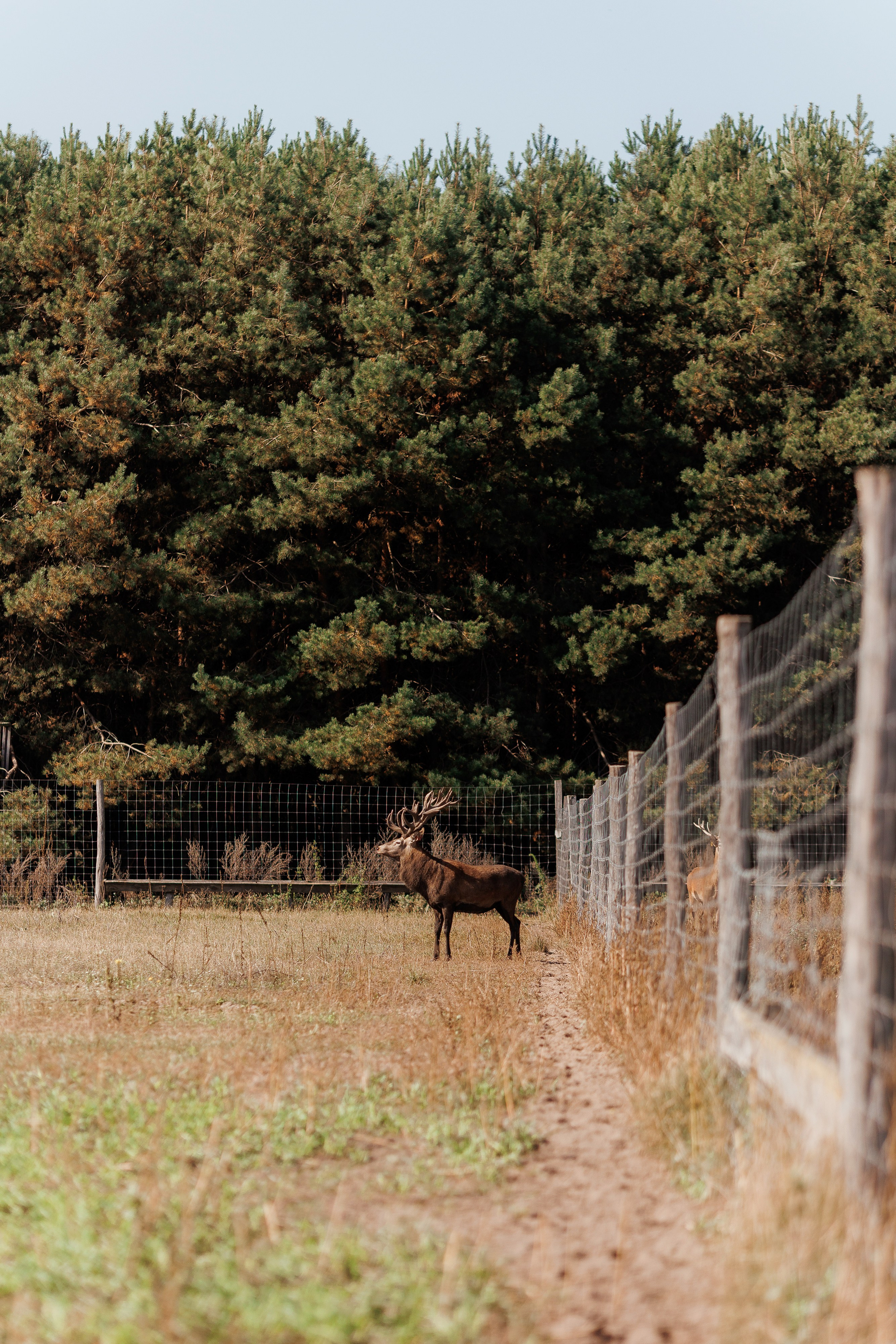 Екопарк Аміла. Ірина Терещук