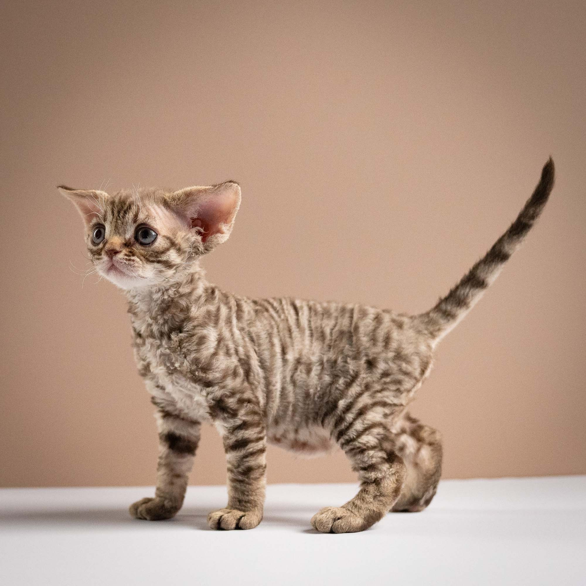 Ostap, boy, born 02.08.26. Devon Rex Pixie Cattery