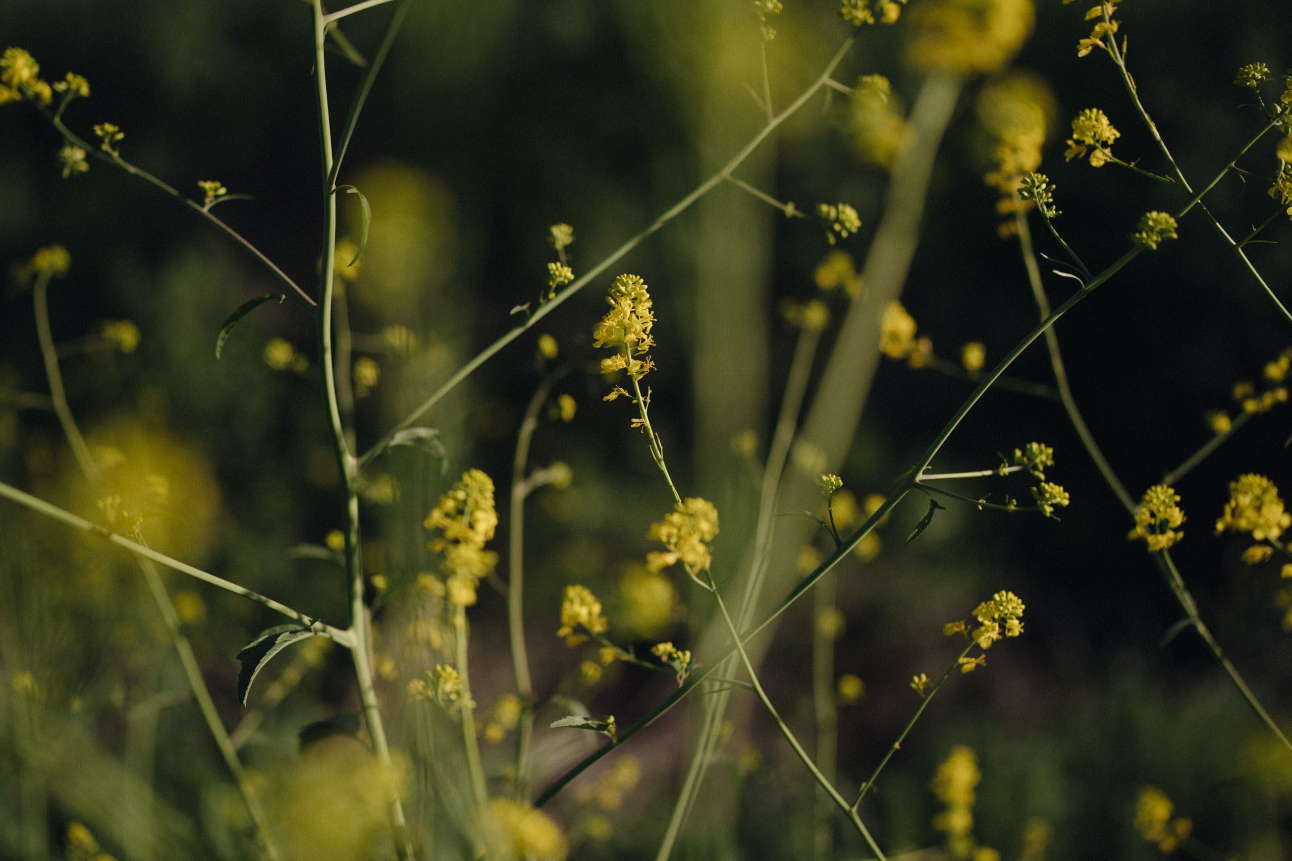 JDJ. Orange County Wedding Photographer & Videographer | Candid & Timeless Wedding Photo + Video | Italiantsev