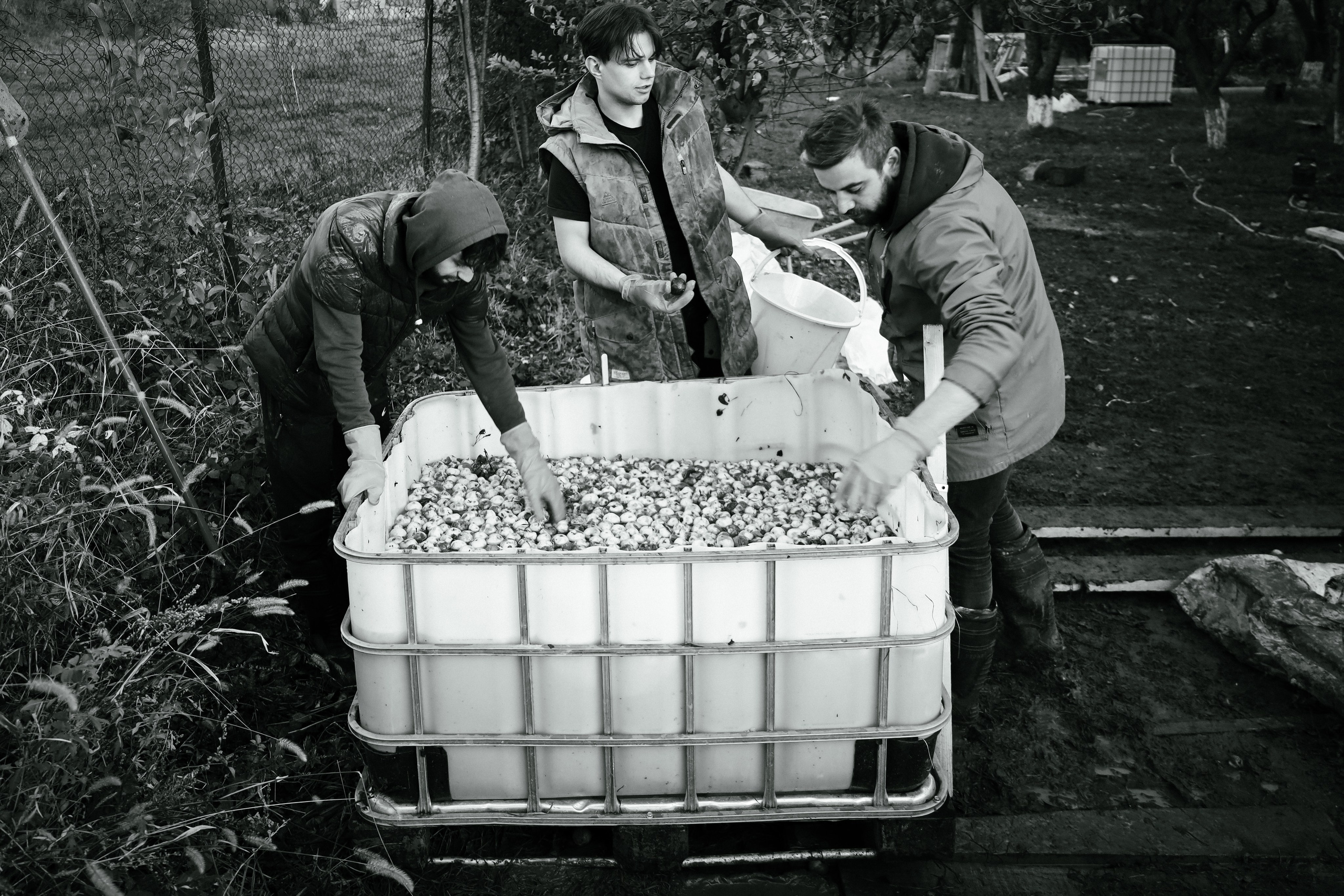Factory reportage (hand-crafted cider). Asmikiam