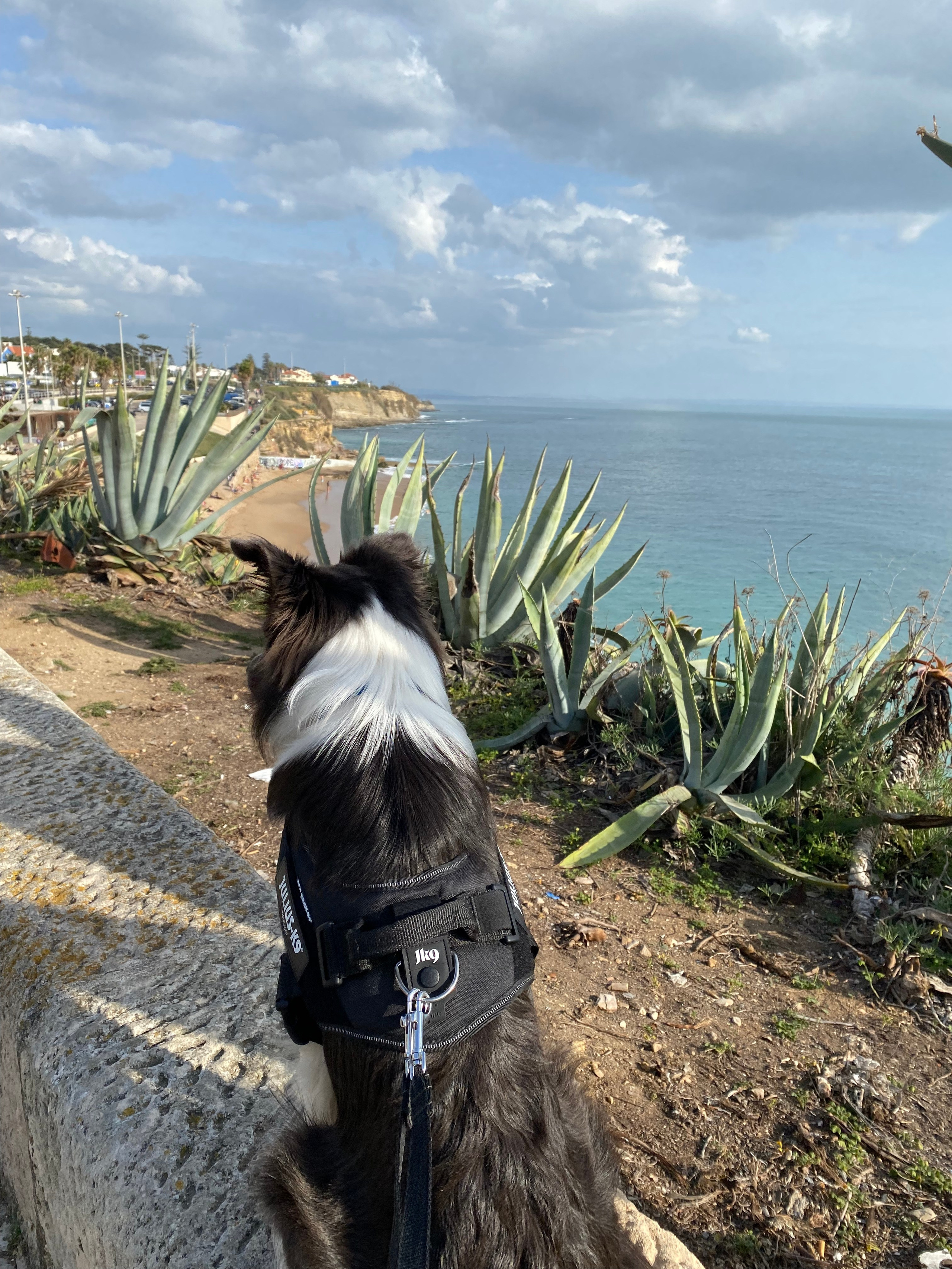 Jógový pobyt v Portugalsku 2024. Mateřství. Nevýchova. Život v souladu s přírodou. Jóga