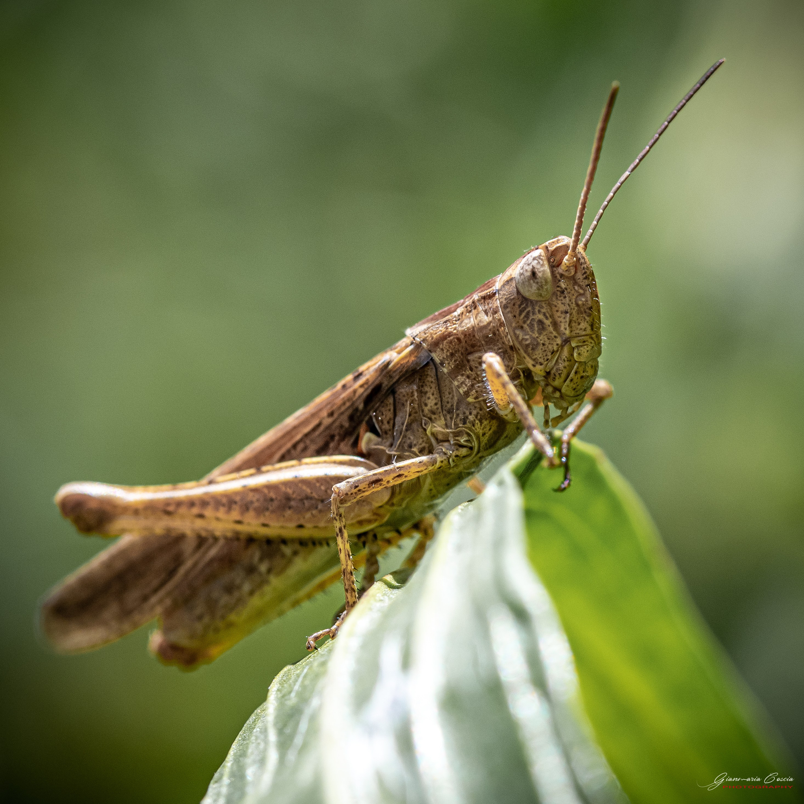 Insetti Simpatici. “Gianmaria Coscia fotografo per passione”