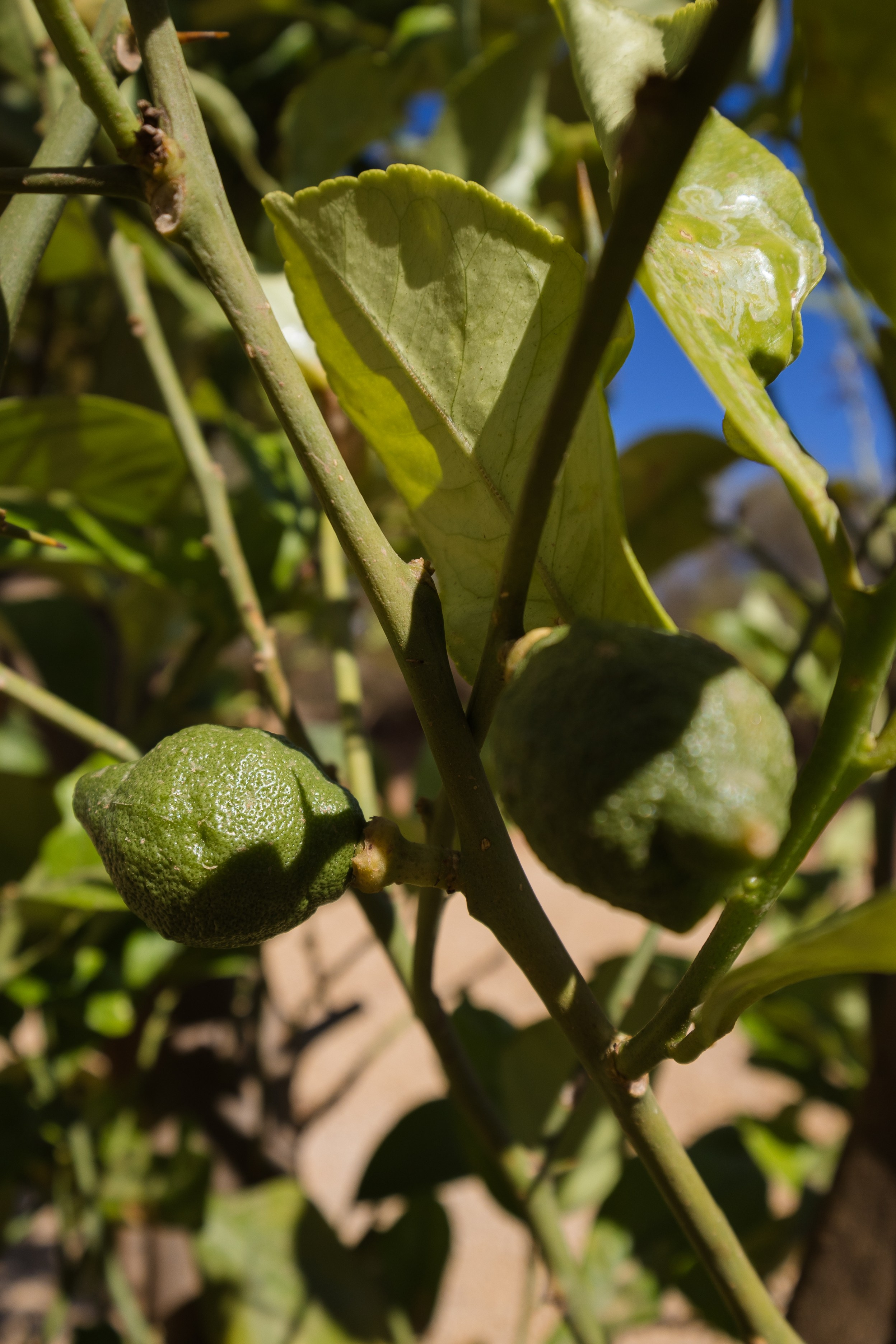 Immobilien - Finca Mallorca - Ses Salines. Viktoria Motte Fotografie Event-, Business- und Porträtfotografie Stuttgart | Mallorca
