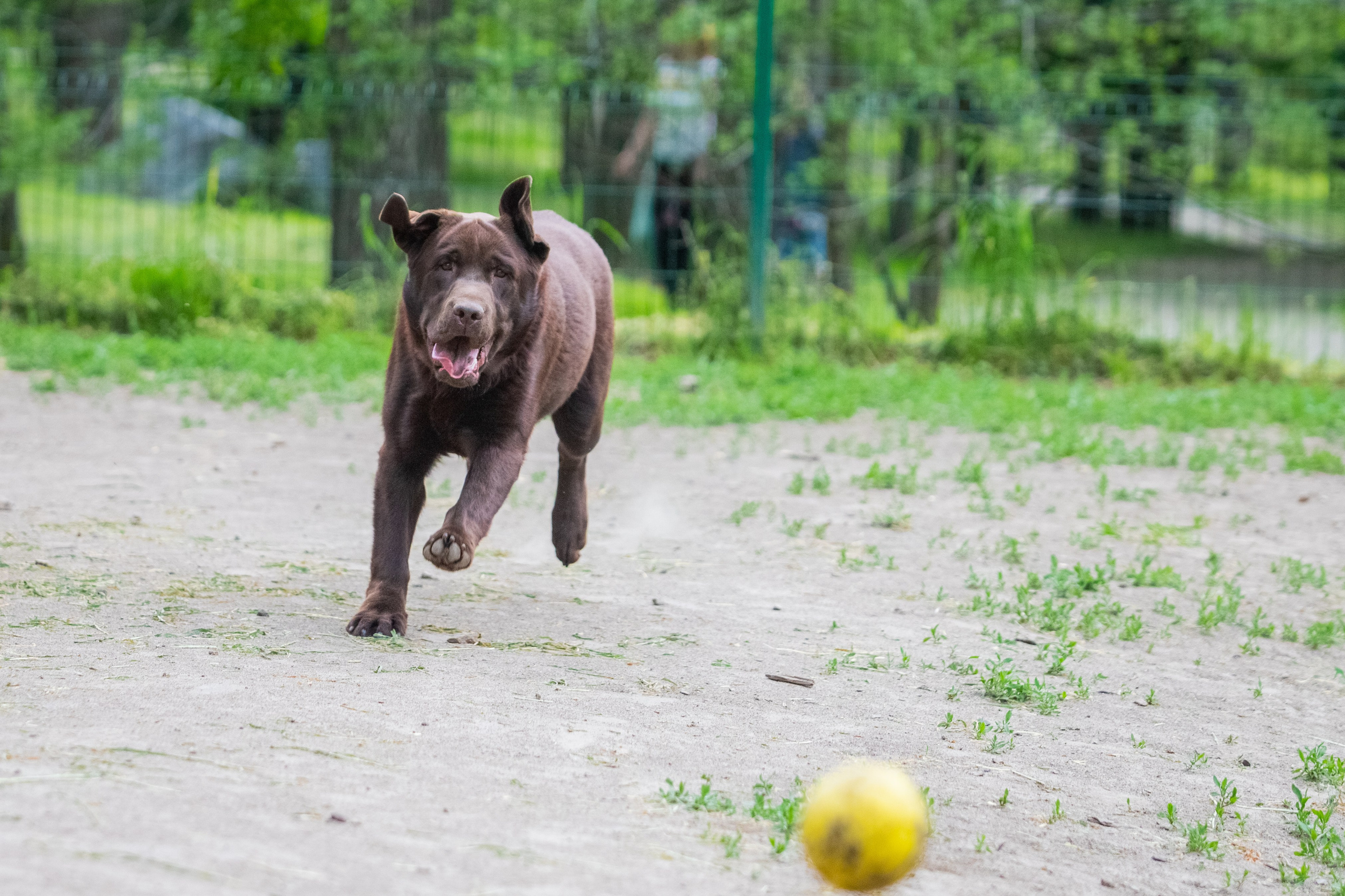 Da Vinci. Цуценята лабрадор ретривера, Дніпро, Україна