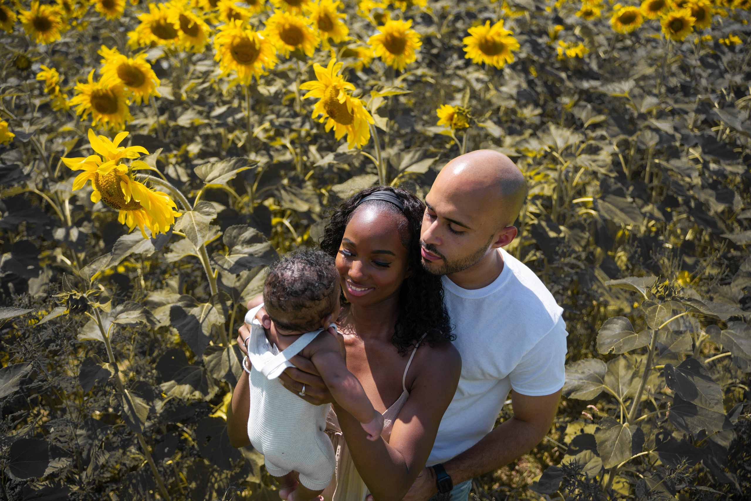 Jennifer and Louis at Sunflowers Farm. Stefanovich Photography | Boston, MA